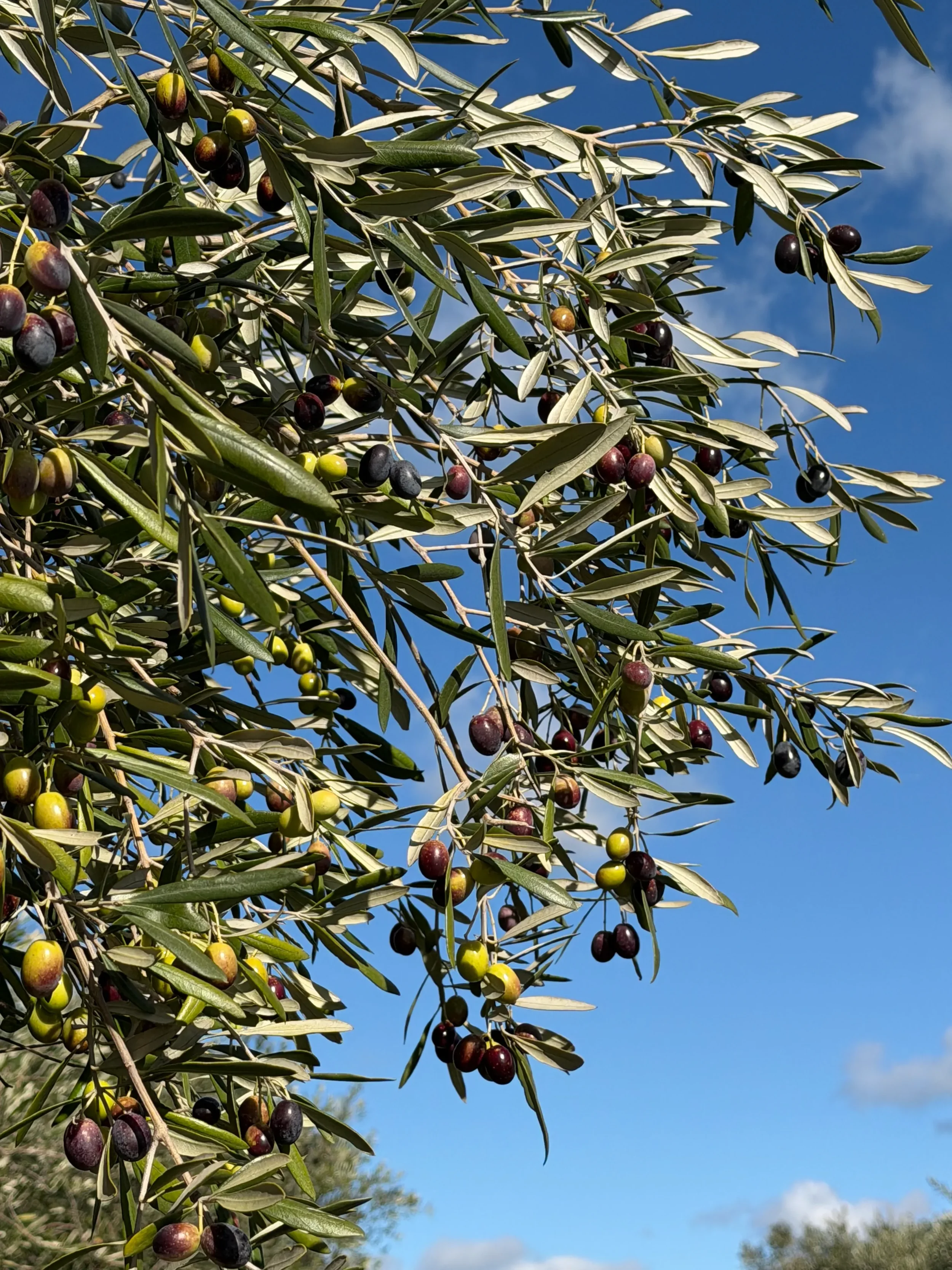 Olive trees on the property at The Olive House, Dukes Highway — Keith and Bordertown accommodation with a genuine olive grove setting.
