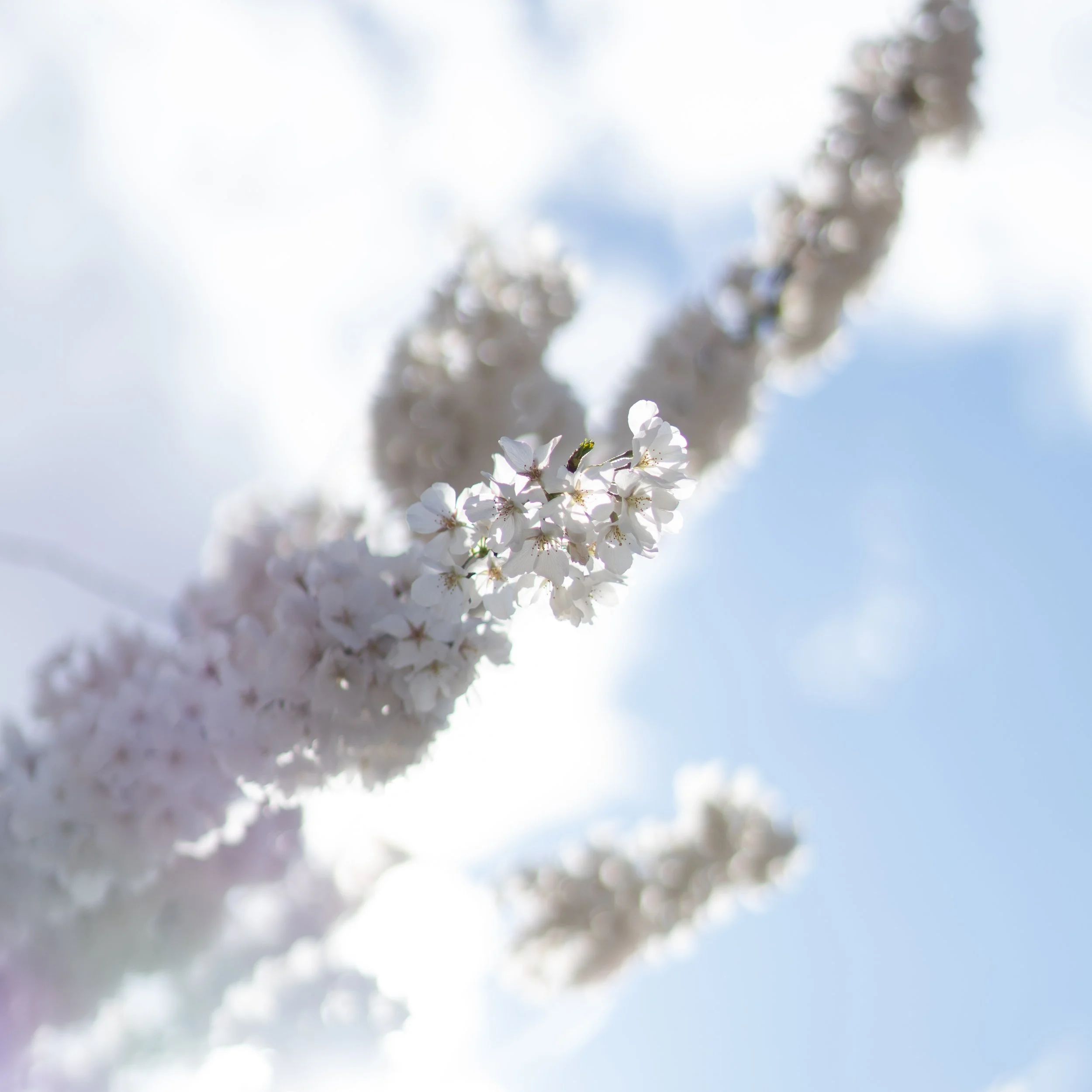 Close-up of white cherry blossoms on tree branches against blue sky with clouds, blurry background.
