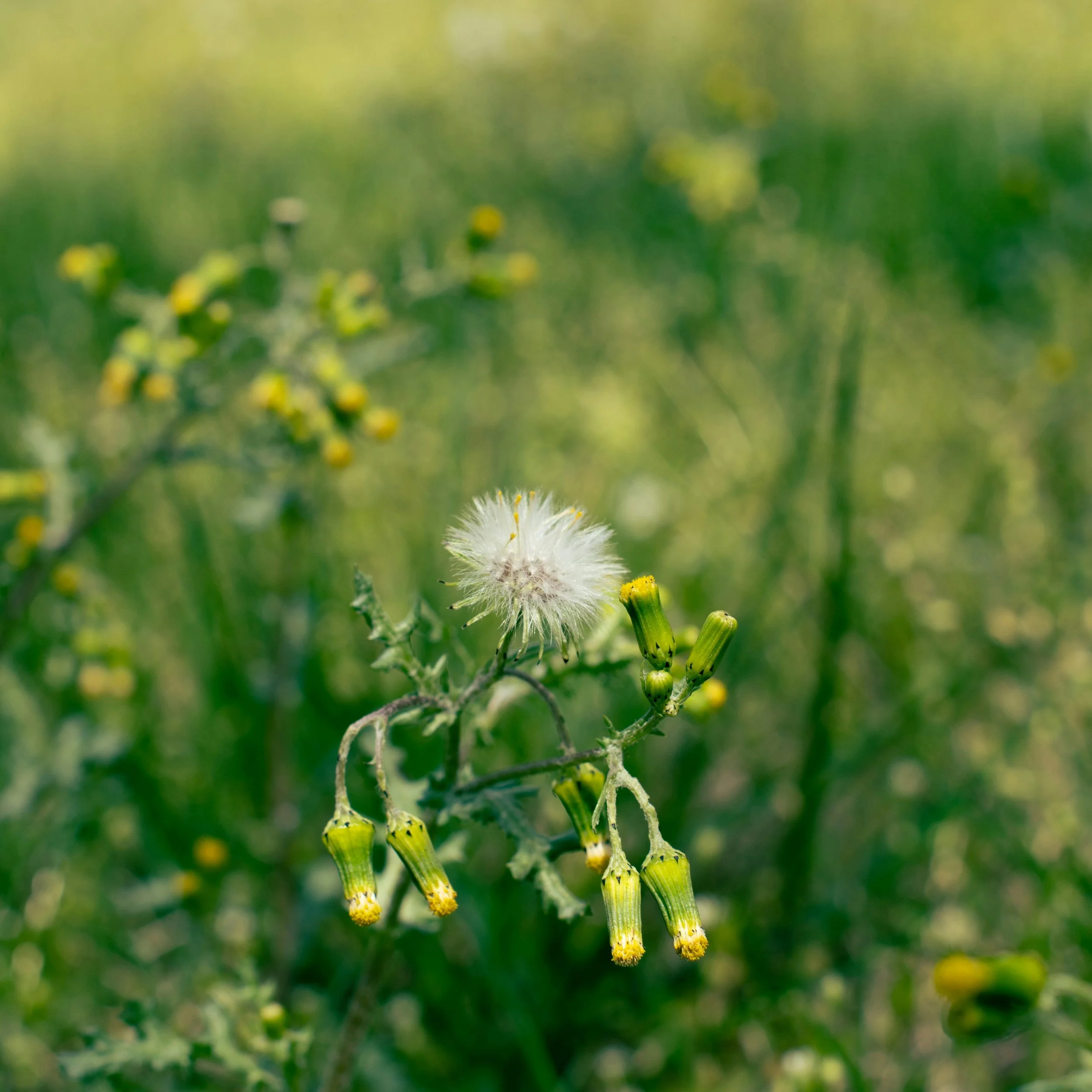 Close-up of a dandelion seed head surrounded by yellow flower buds and green foliage in the background.
