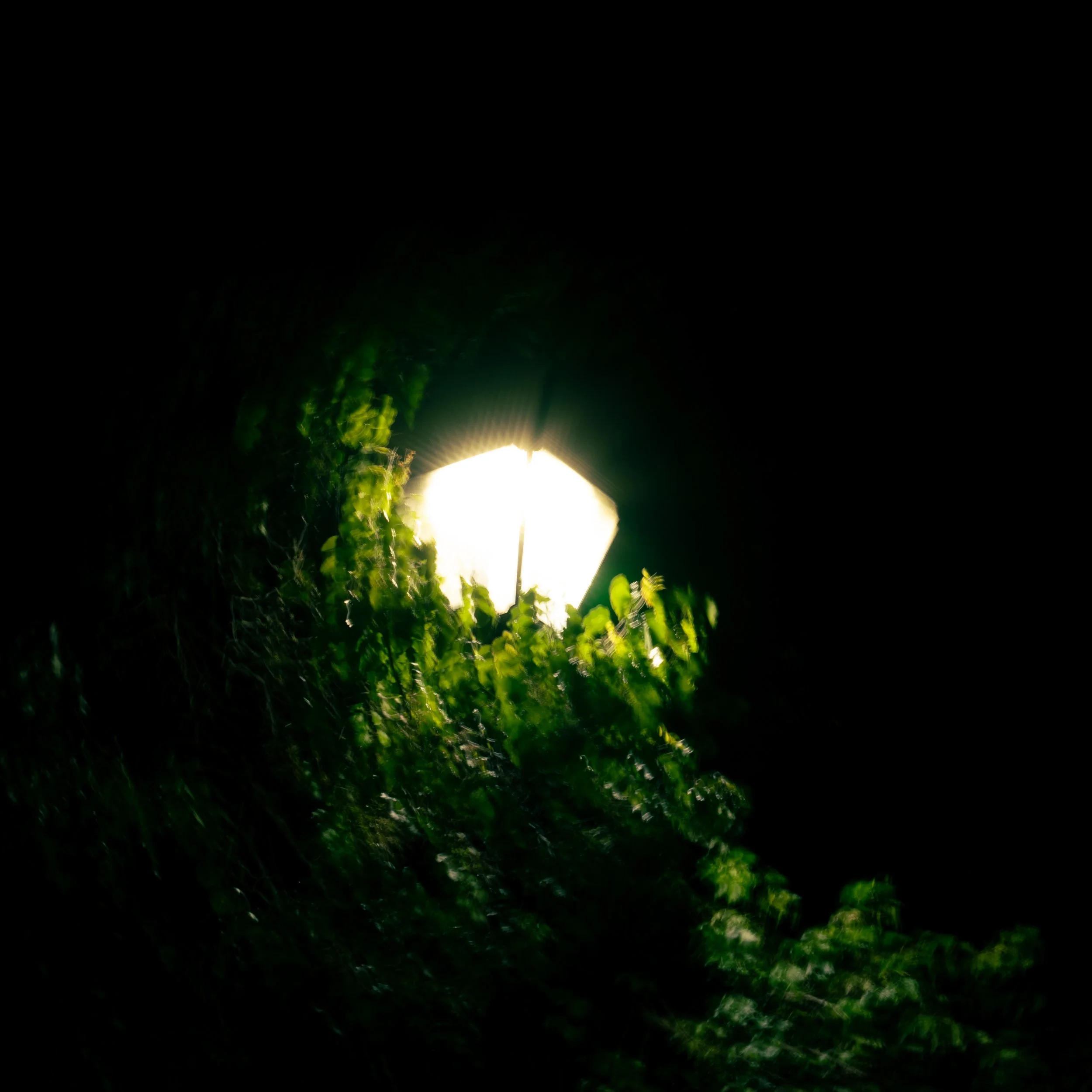 A bright light at the end of a dark, narrow passage, with green foliage along the sides.
