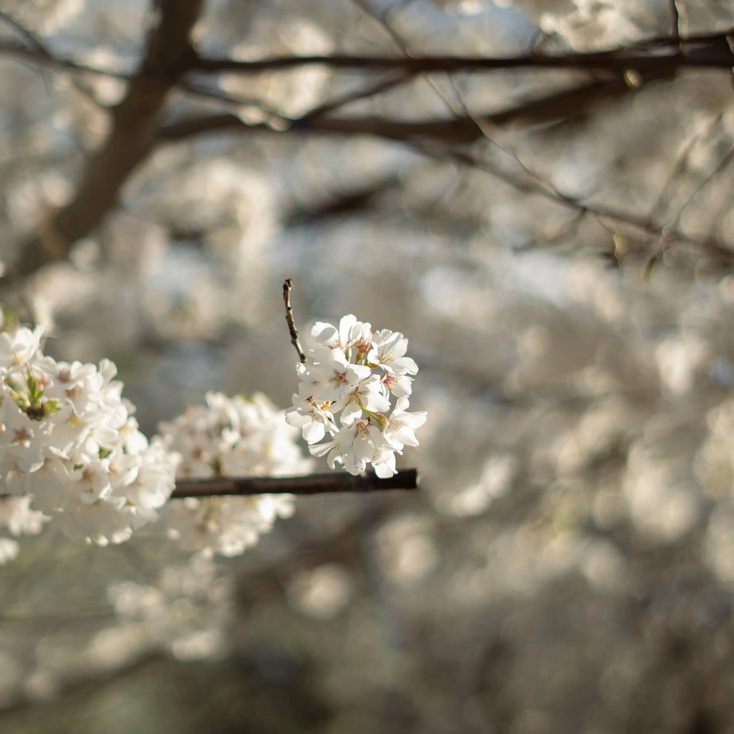 Close-up of blooming white flowers on a tree branch with a blurry background.