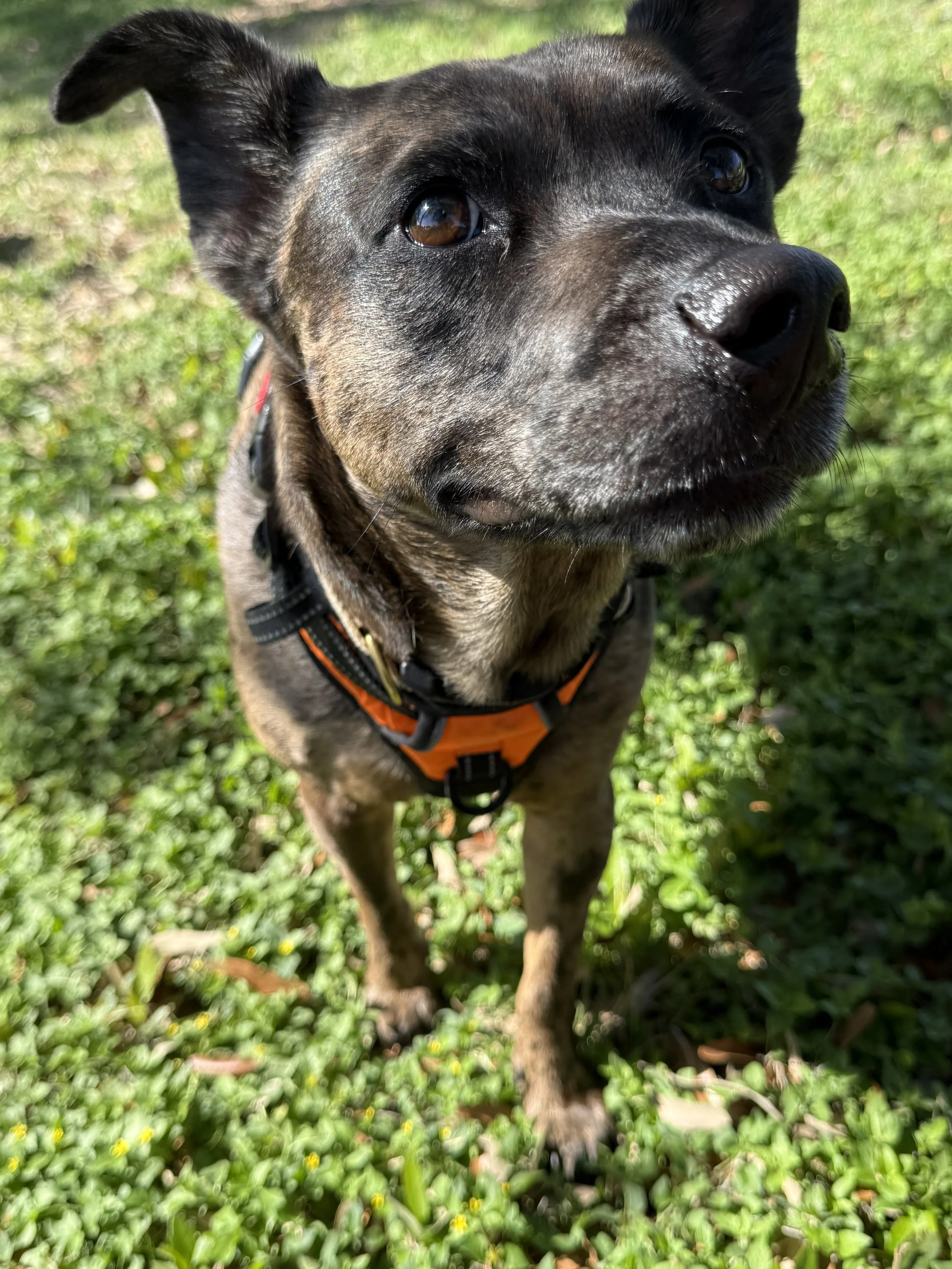 Close-up of a black and brown dog with a shiny nose, wearing an orange and black harness, standing on green grass with small yellow flowers, outdoors in sunlight.