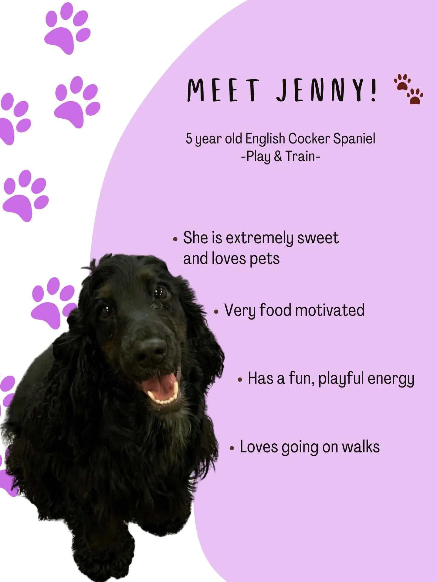 Meet Jenny🐾

Super social, loves everyone, and always ready to say hi&mdash;which is exactly where we&rsquo;ll be putting in some work.

This program will focus on helping her slow things down, hold commands for longer, improve recall, and clean up 