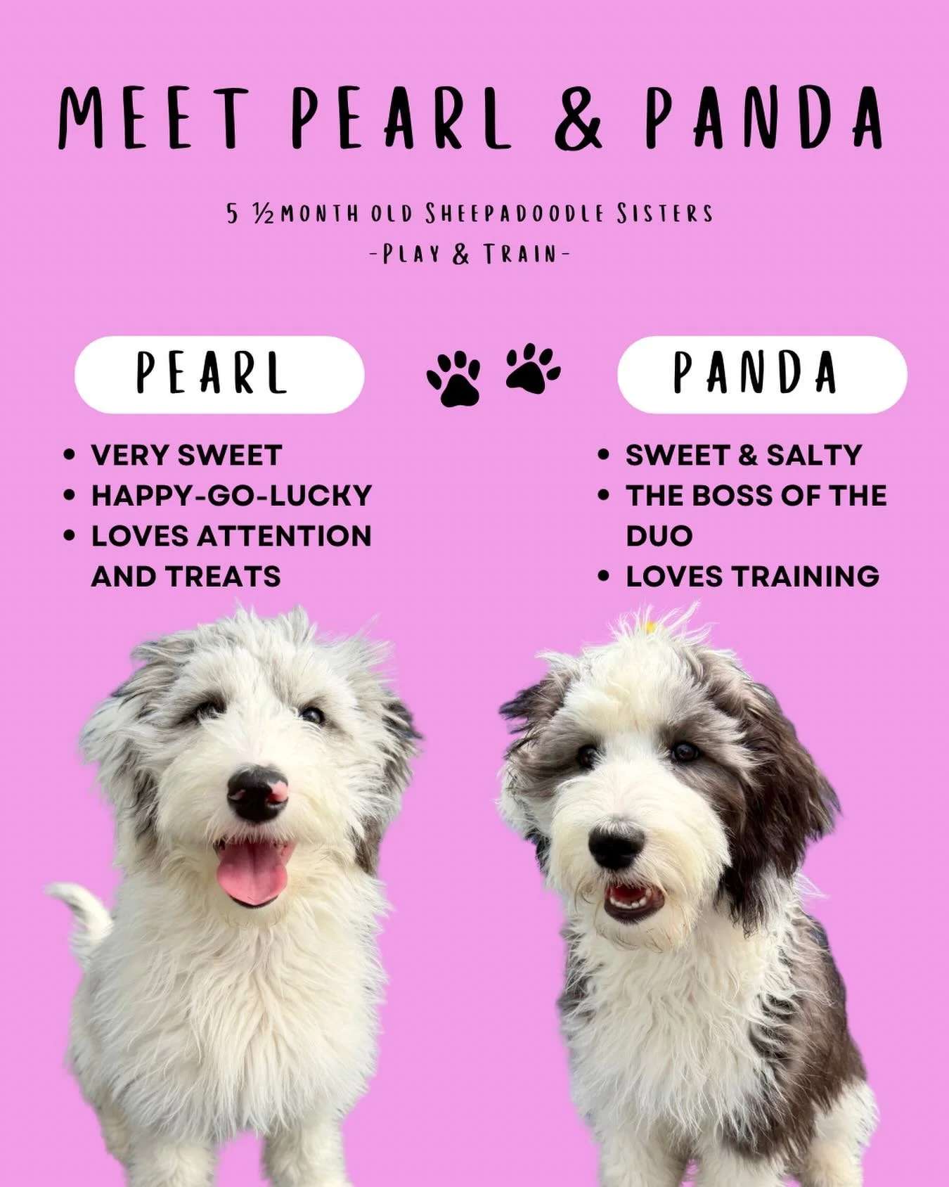 Pearl &amp; Panda are back! 🐾

After completing Puppy Play &amp; Train, these sisters are returning for Play &amp; Train to continue building on the skills they&rsquo;ve already started.

Now that they have a solid foundation, the focus shifts to gu
