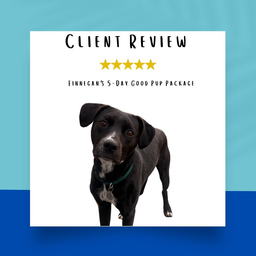 Hearing feedback like this never gets old 🤍

Working with Finn was such a great experience, and seeing things start to click over the course of training is always what I aim for. What matters most to me is making sure owners feel confident and clear