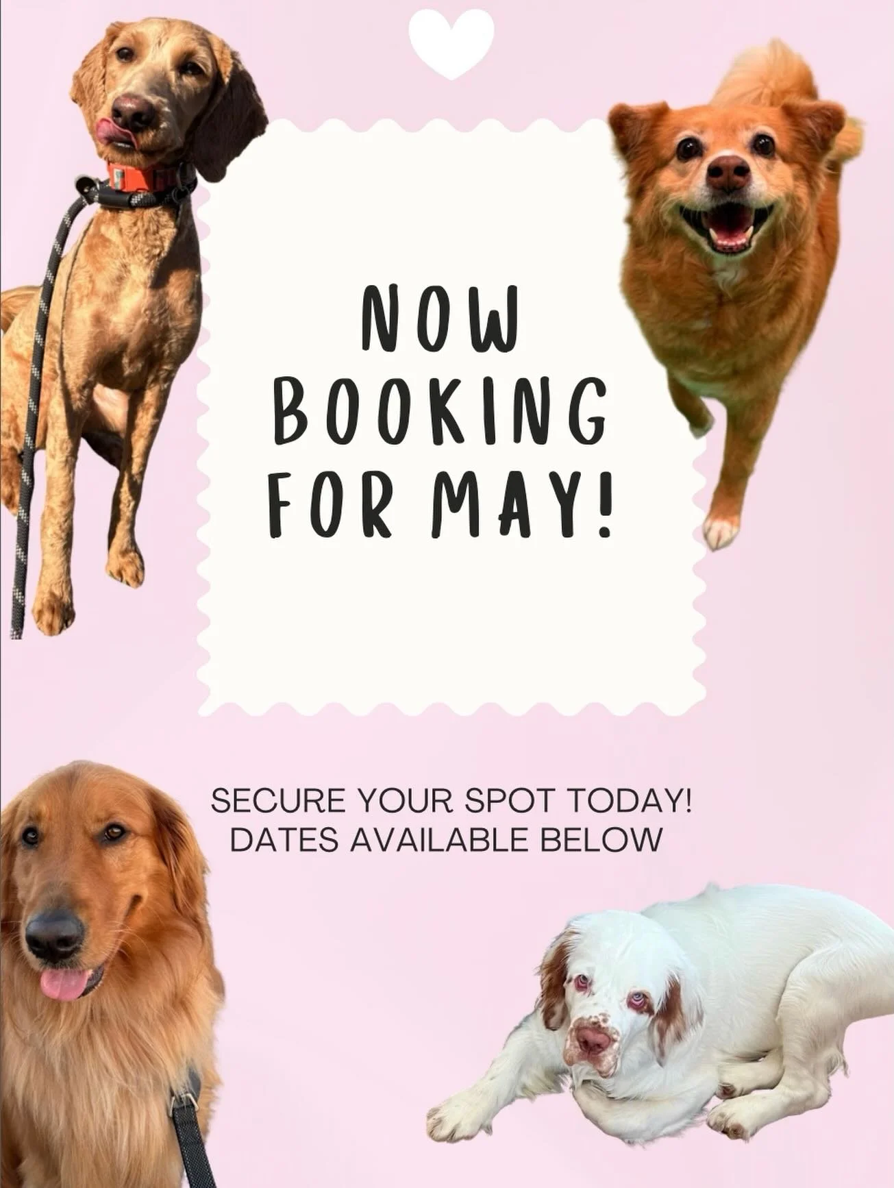 May bookings are officially open! 🐾✨

Board &amp; Train &bull; Play &amp; Train &bull; Puppy Play &amp; Train
Starting May 18th

I take a limited number of dogs each month so spots usually fill fast &mdash; I do book out quickly! 

If you&rsquo;ve b