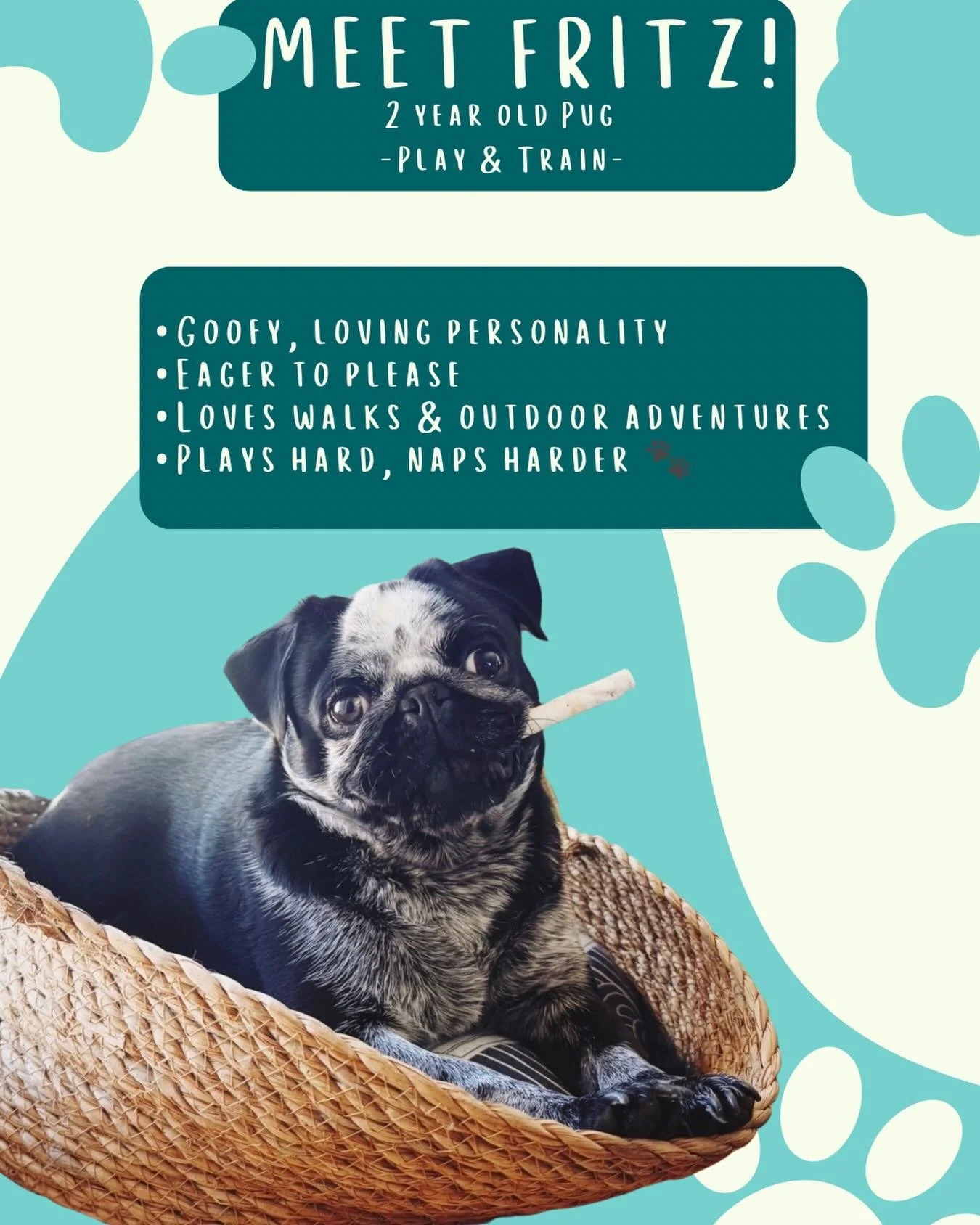 Meet Fritz! 🐾

Fritz is an almost 2-year-old pug starting the Play &amp; Train program this week. We&rsquo;ll be focusing on loose leash walking, calm interactions, building food motivation and engagement, as well as working through some reactive ba