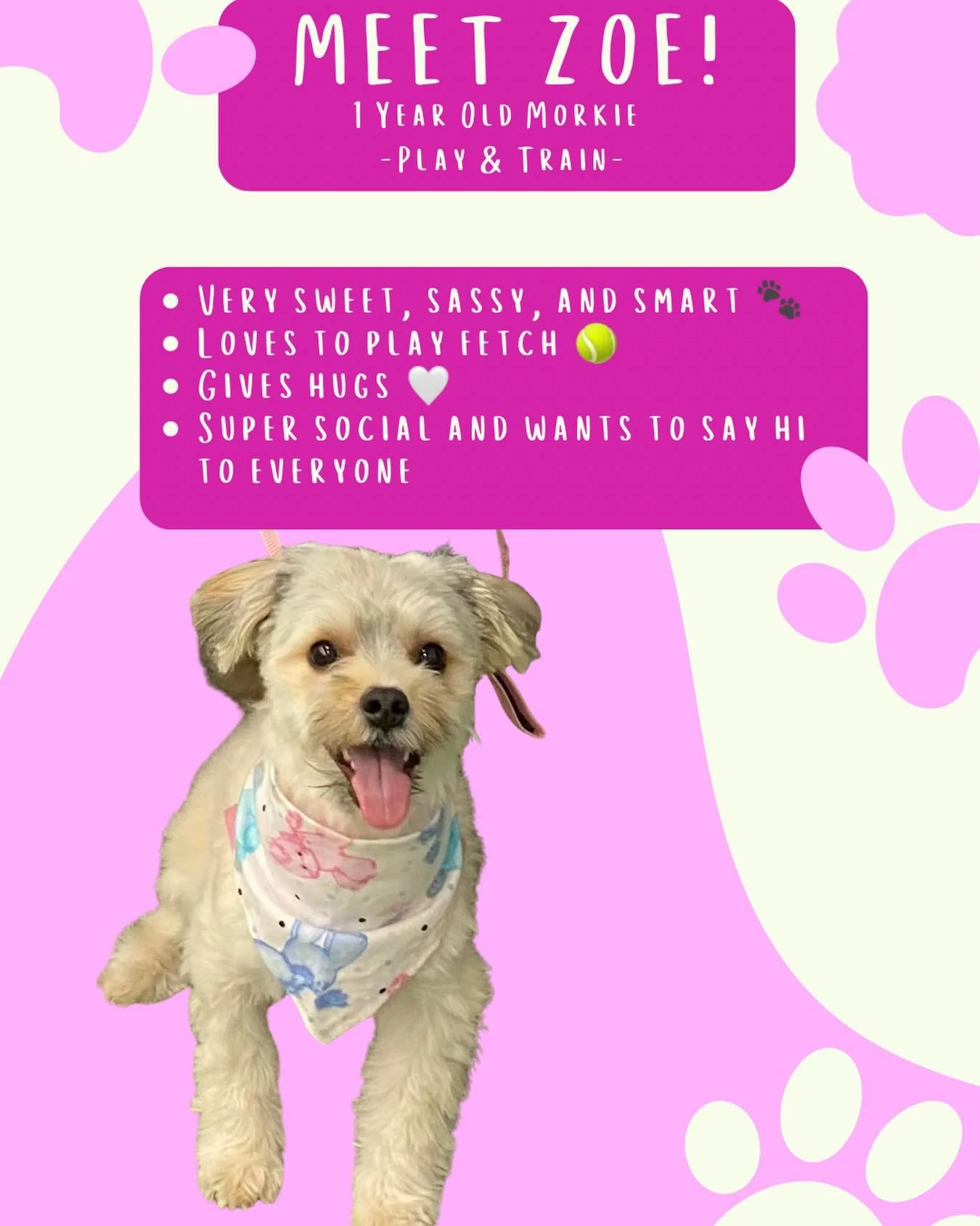 Meet Zoe! 🐾

Zoe is starting the Play &amp; Train program to work on leash walking, calmer engagement during outings, confidence for car rides, and learning how to stay more connected and responsive around distractions and exciting environments.

A 