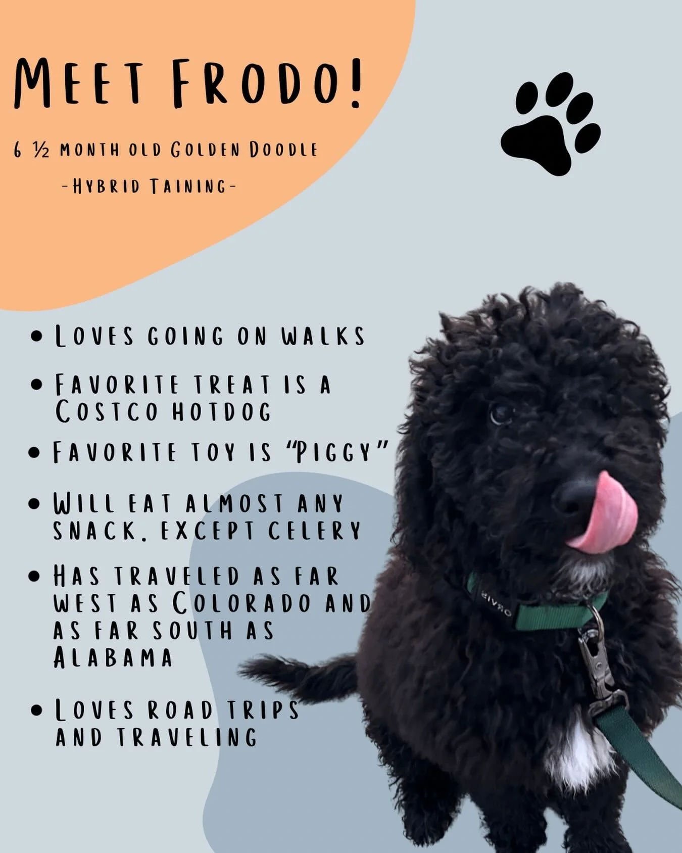 Meet Frodo! 🐾

Frodo is starting the Hybrid Training program to work on engagement, leash skills, obedience foundations, calmer socialization, and learning how to stay more neutral and responsive around distractions and new environments.

Since full