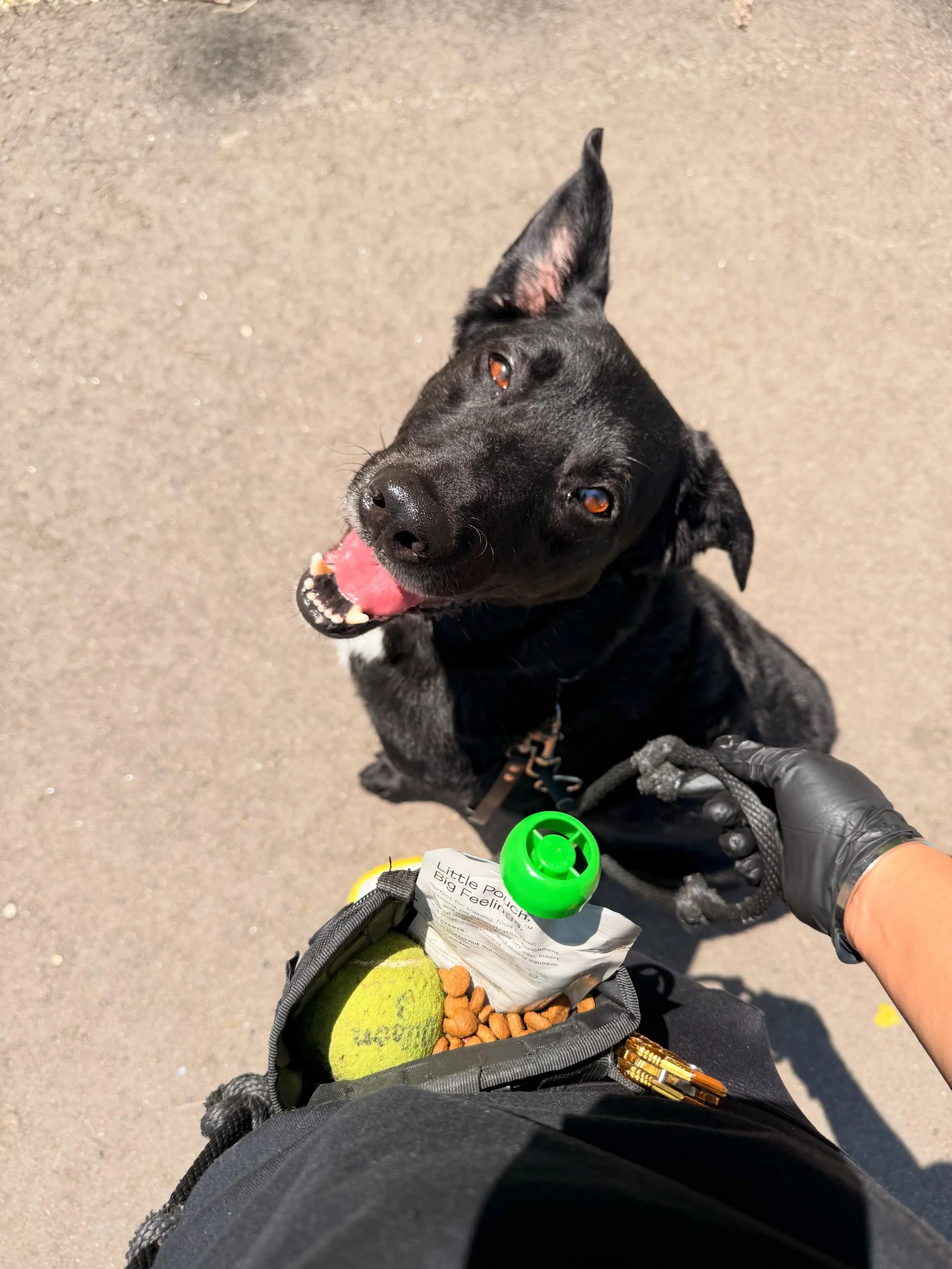 Being a dog trainer means your everyday &ldquo;walks&rdquo; somehow turn into training sessions.

Sitting on sidewalks. Random down stays. Watching buses go by. Practicing calmness around distractions most dogs would completely lose their minds over.