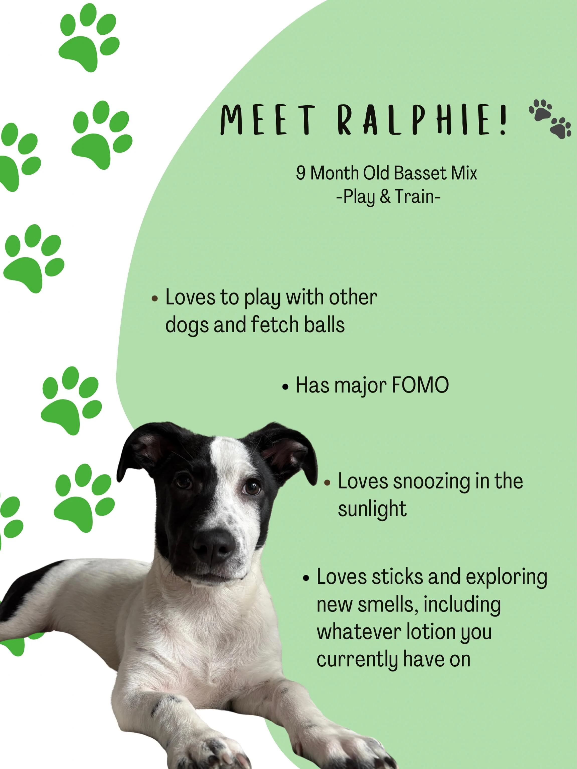 Meet Ralphie! 🐾

Ralphie is a 9-month-old Basset mix with a big personality and an even bigger love for life. His biggest training goals are improving loose leash walking, learning how to stay calmer and more thoughtful when he gets excited, reducin
