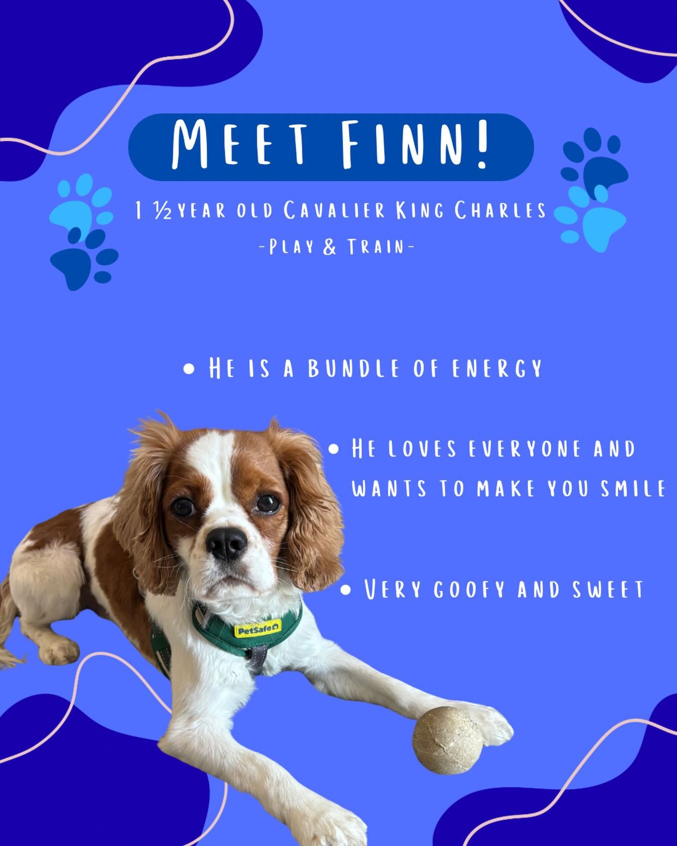 Meet Finn! 🐾

Finn is a happy, social guy who loves everyone he meets and has a personality that is guaranteed to make you smile. While he has a huge heart, he also has a huge amount of excitement for the world around him, which can sometimes make e