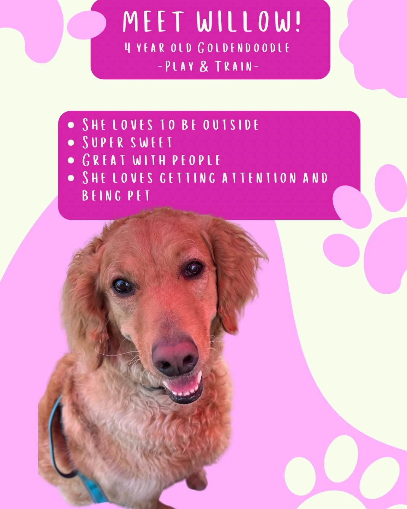 Meet Willow!

Willow is a sweet, social girl who loves people, enjoys spending time with her friends at Dog Days, and already has a solid foundation of basic obedience skills. Over the next two weeks we&rsquo;ll be focusing on strengthening her recal