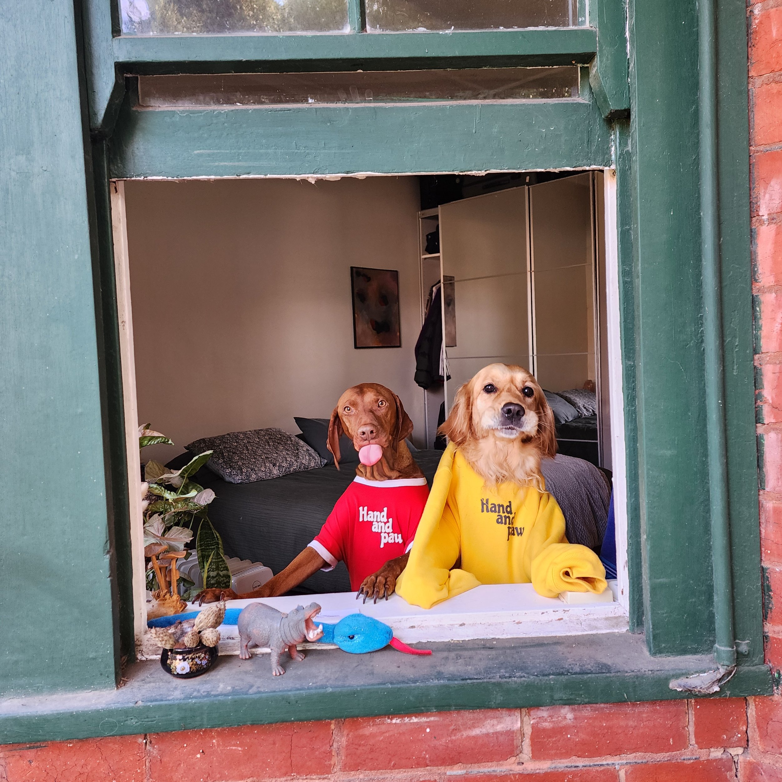 Dog training program