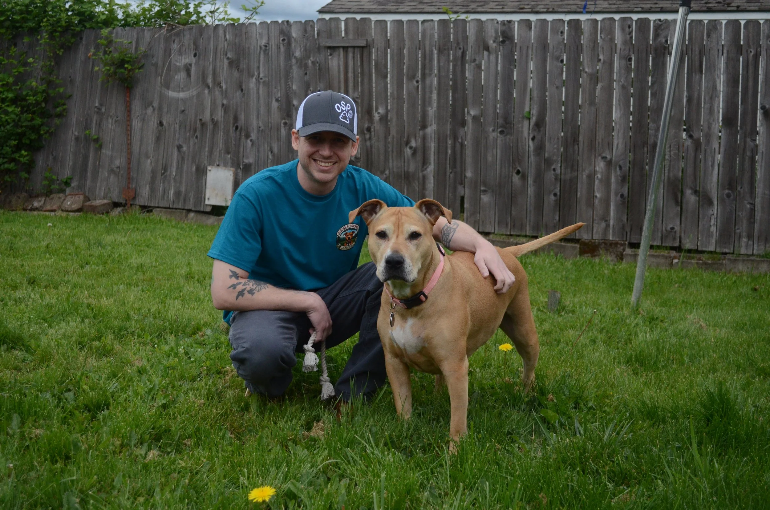A smiling man in a blue shirt and gray cap crouches beside a large tan dog with cropped ears and a pink collar in a backyard with green grass and a wooden fence.