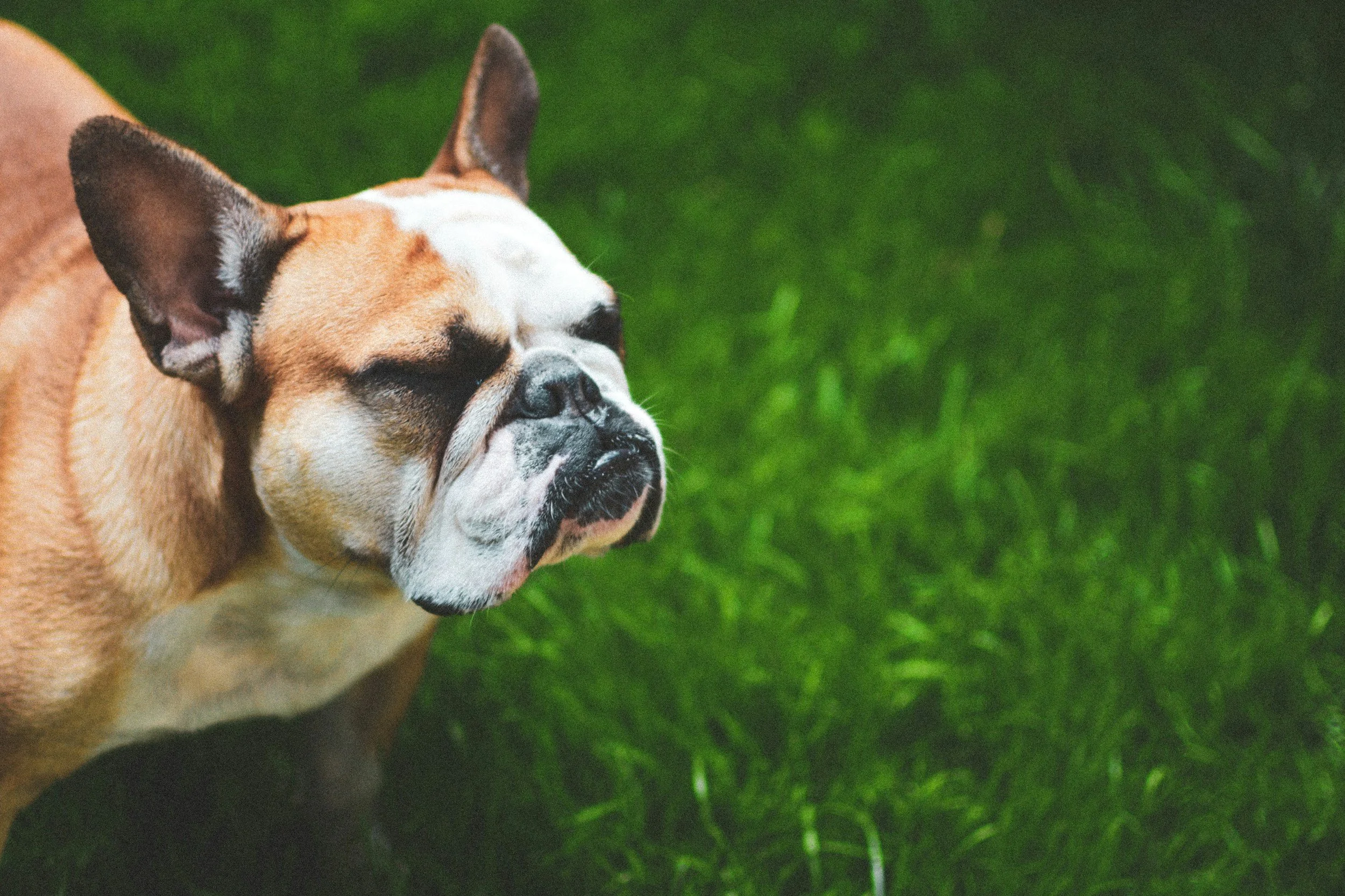 Close-up of a bulldog with closed eyes, resting on vibrant green grass.