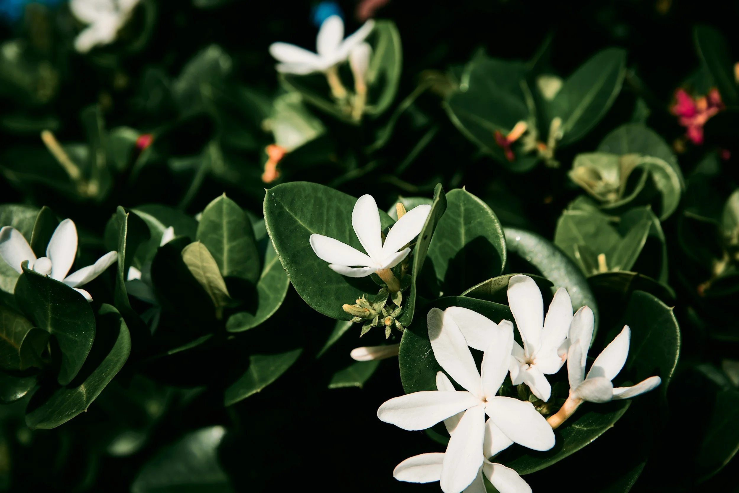Close-up of white flowers with dark green leaves.