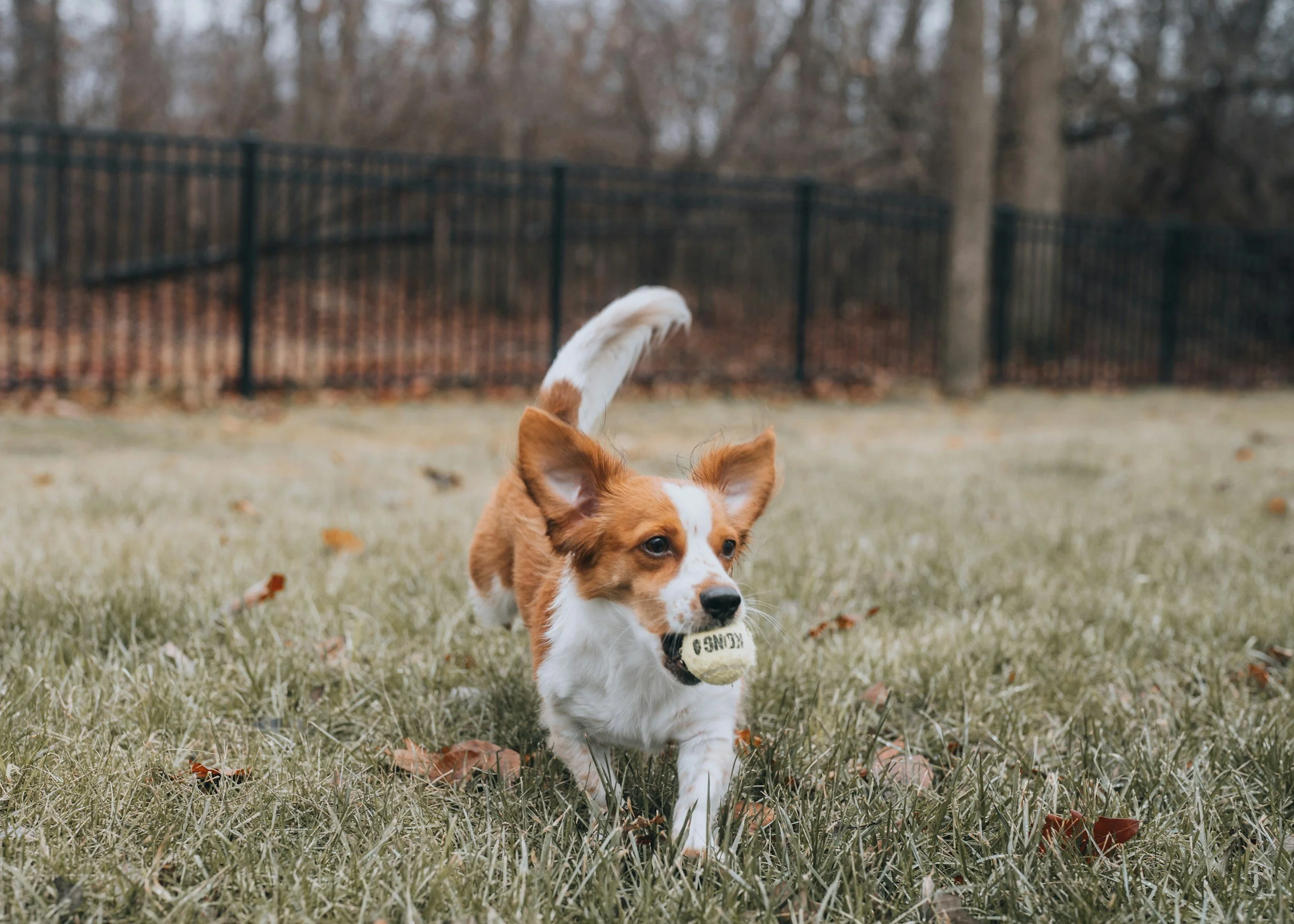 A small brown and white puppy playing outdoors on grass, holding a tennis ball in its mouth, with a black metal fence and trees in the background.