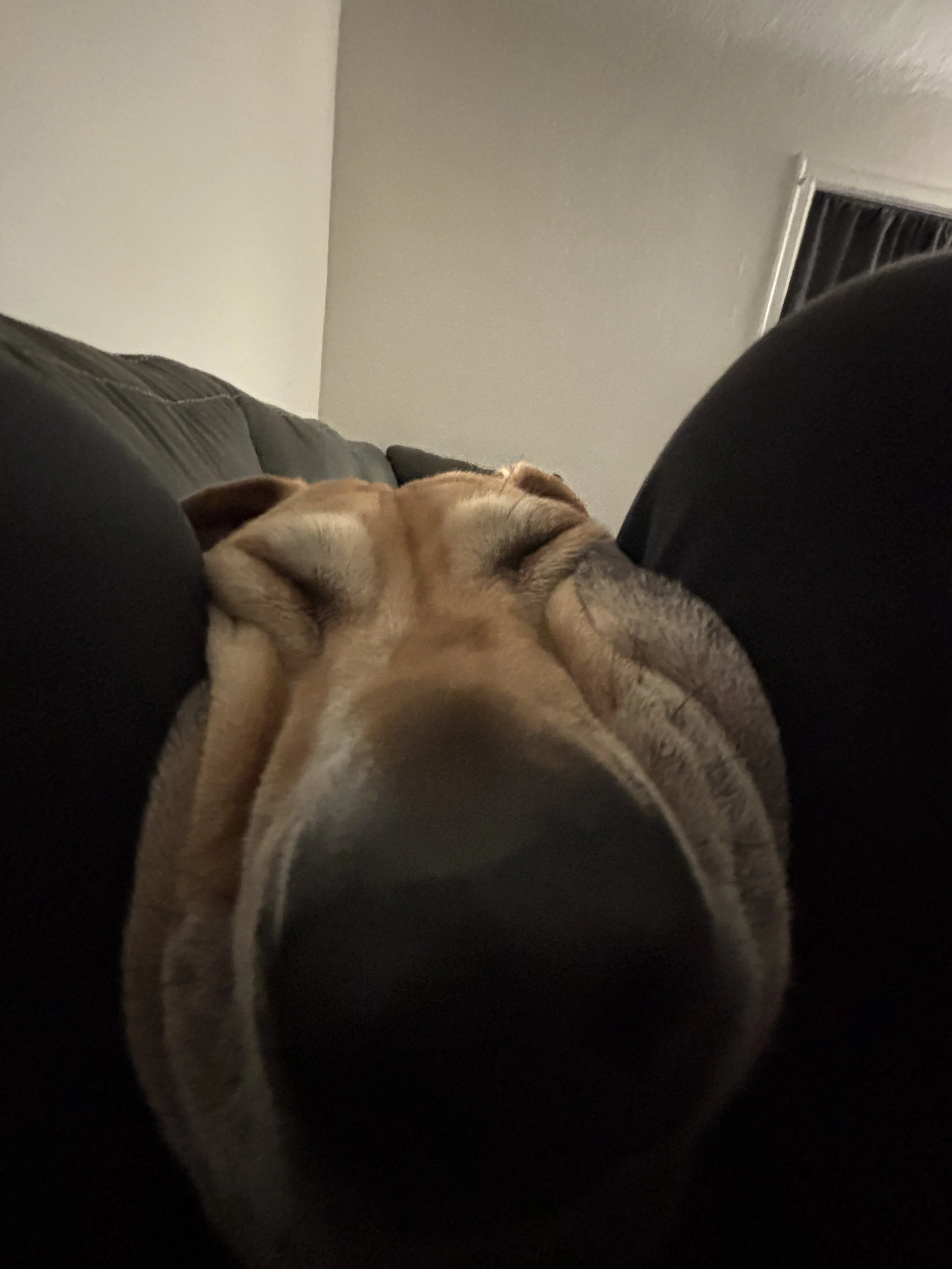 A dog lying down on a black leather couch with its eyes closed, resting peacefully.