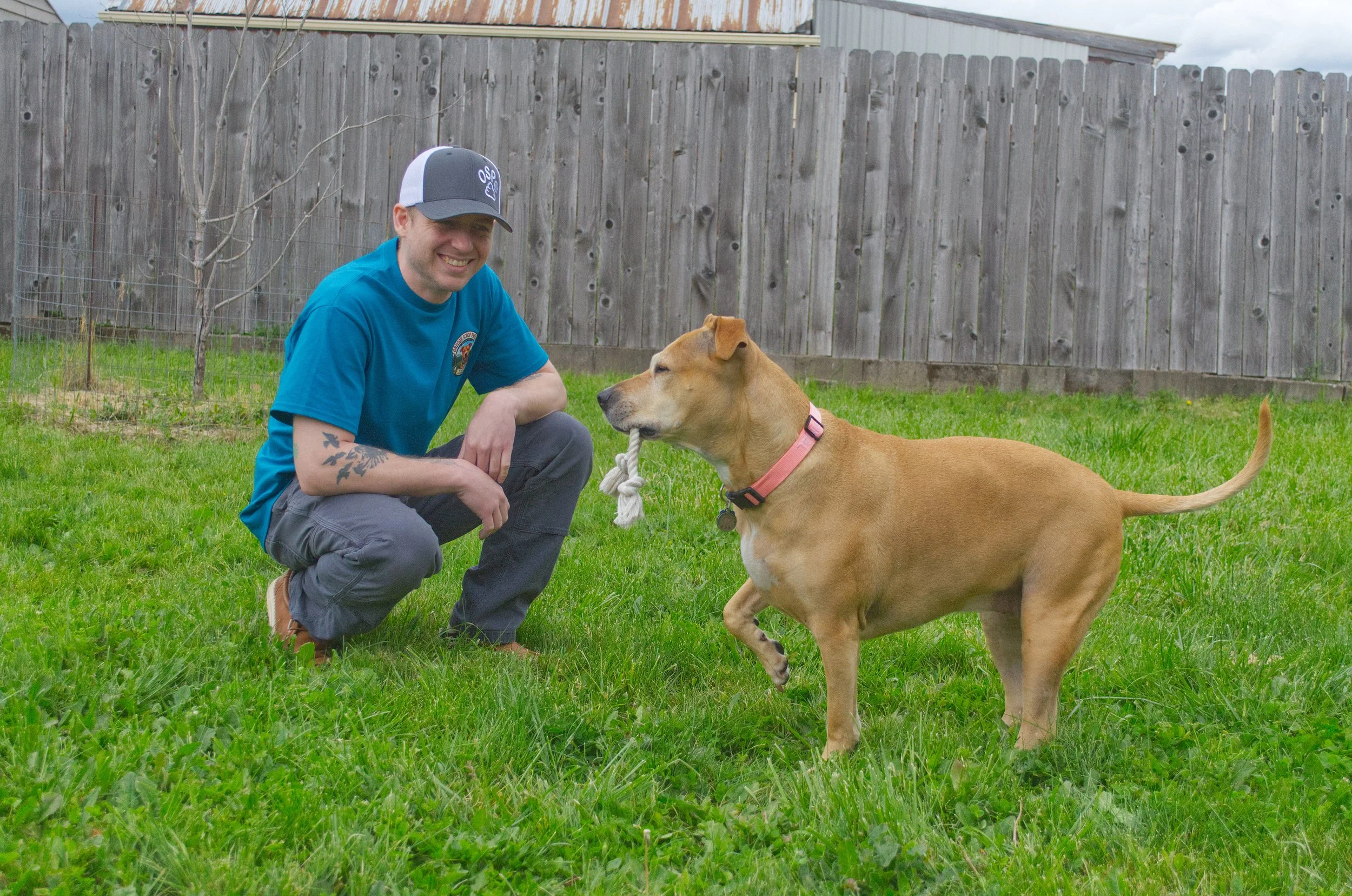 A man in a blue shirt and gray pants crouching down next to a tan dog with a pink collar, holding a rope toy in its mouth on a grassy backyard