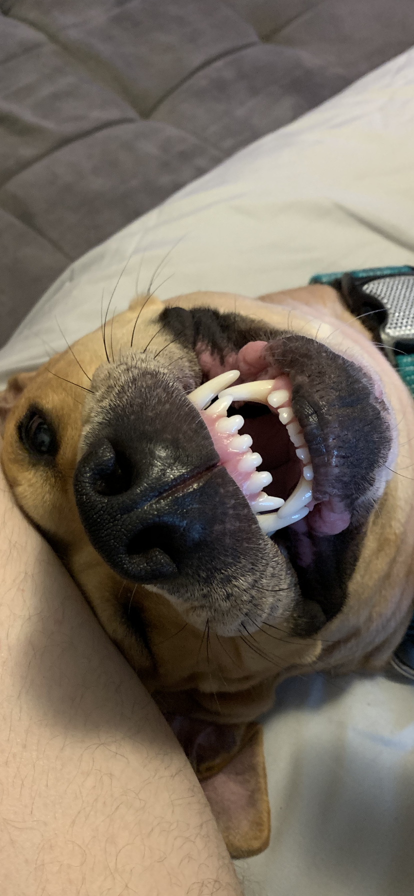 A close-up of a dog lying on its back with its mouth open, showing its teeth and pink gums.