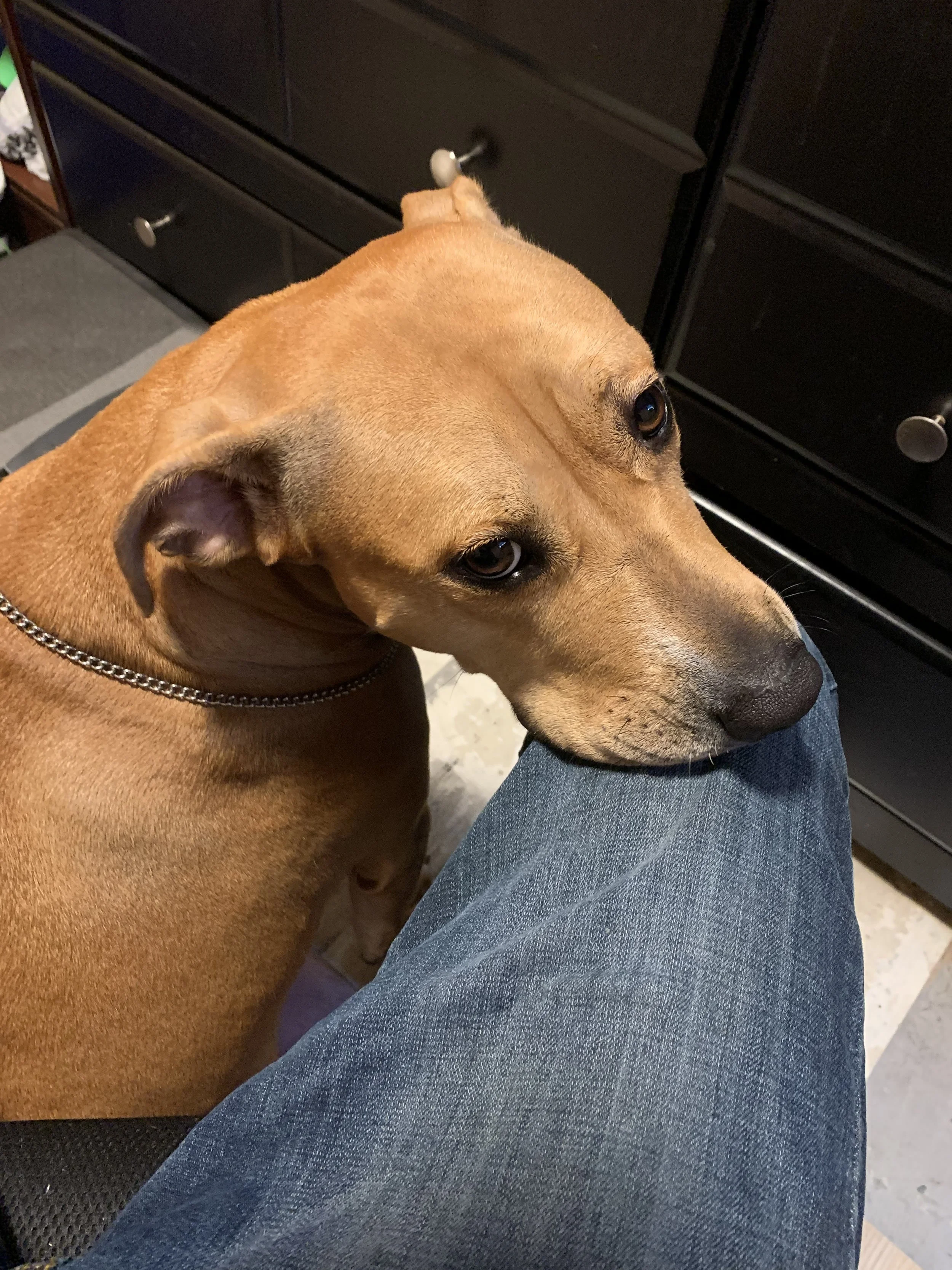 Close-up of a brown dog resting its head on a person's leg wearing blue jeans, with a black cabinet in the background.