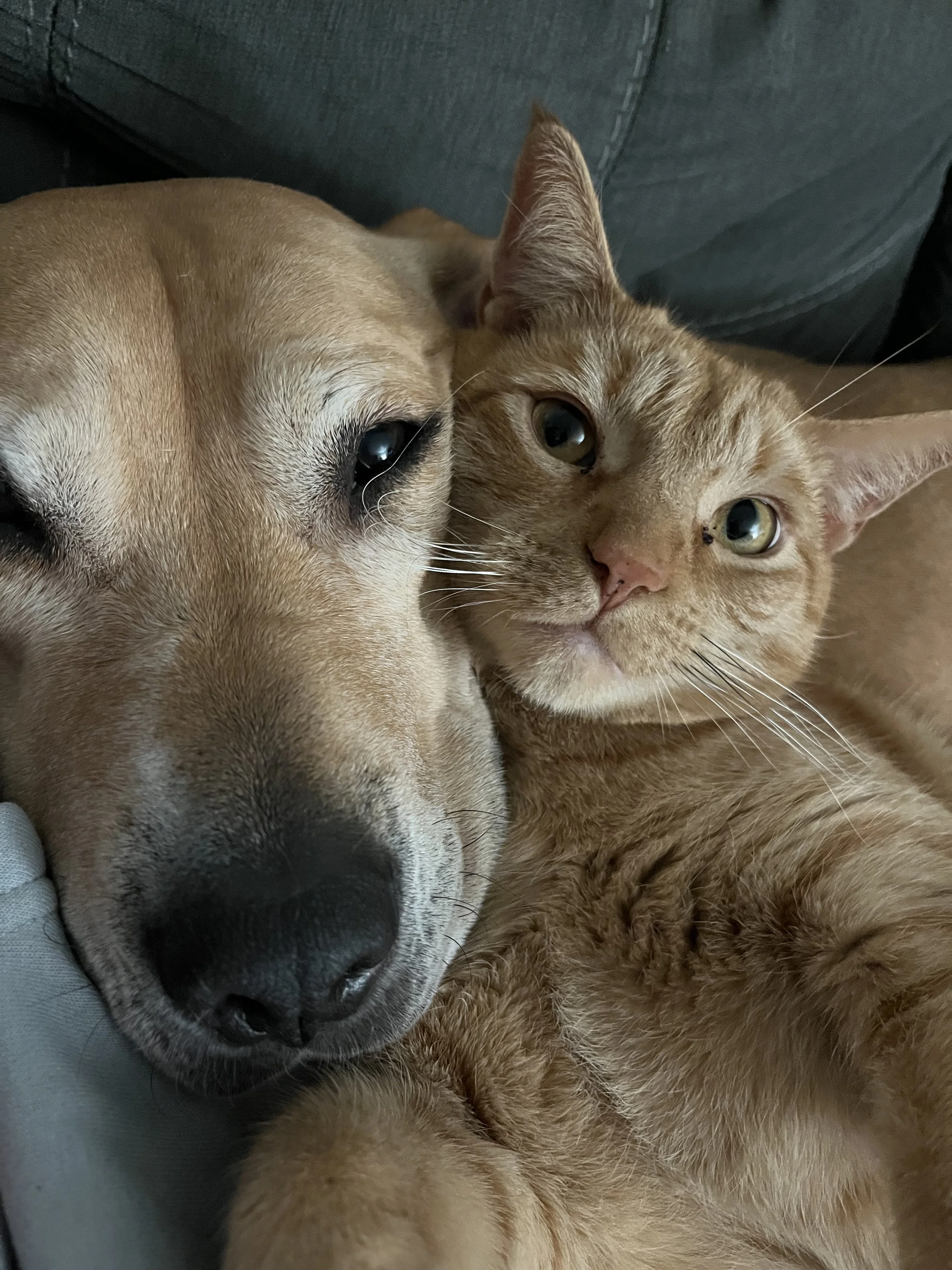 Close-up of a tan dog and an orange tabby cat lying closely together, resting their heads on each other, in a cozy setting.