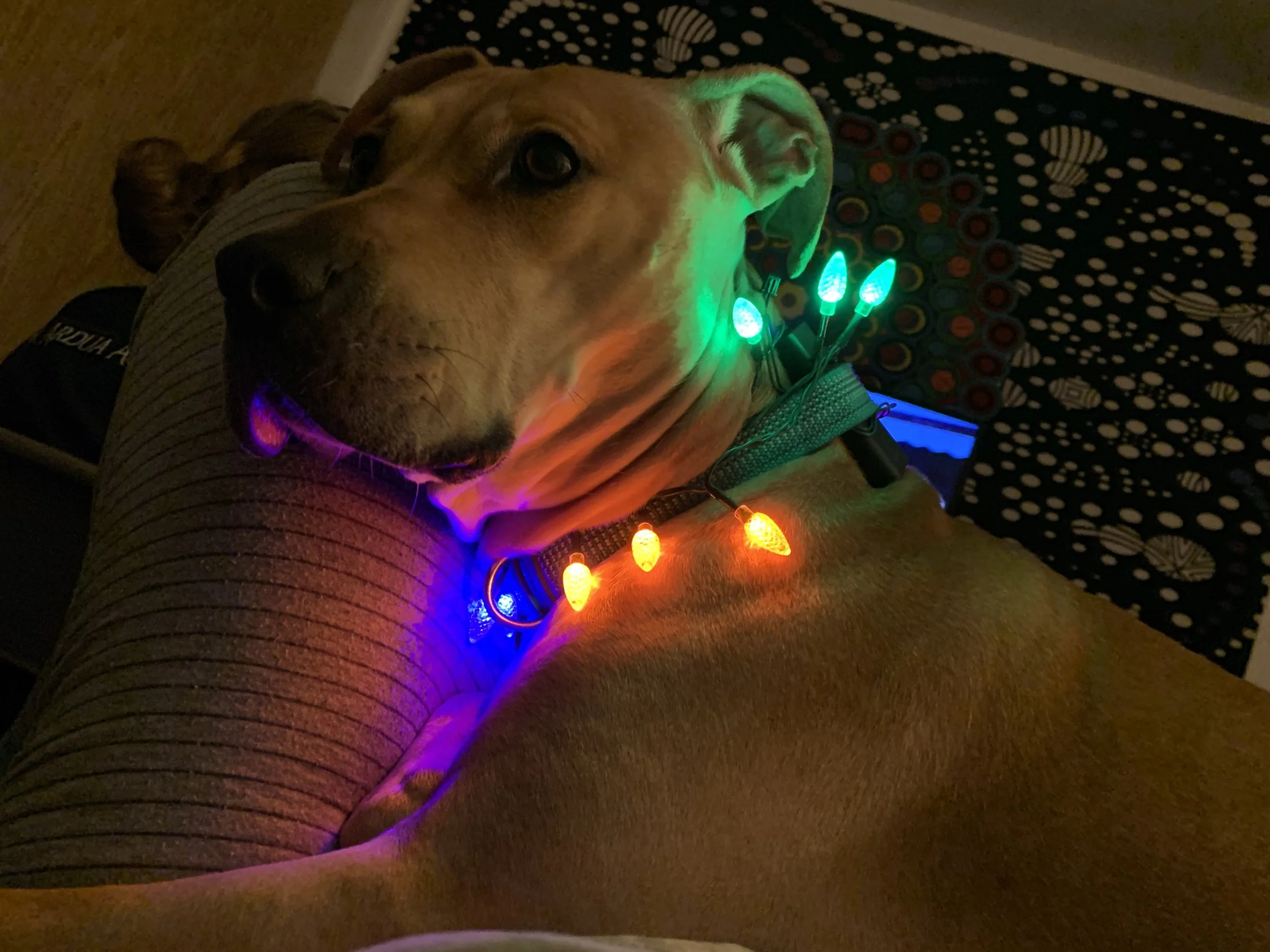 A dog lying on a person's lap, decorated with colorful Christmas lights, in a cozy indoor setting with patterned furniture and hardwood flooring.