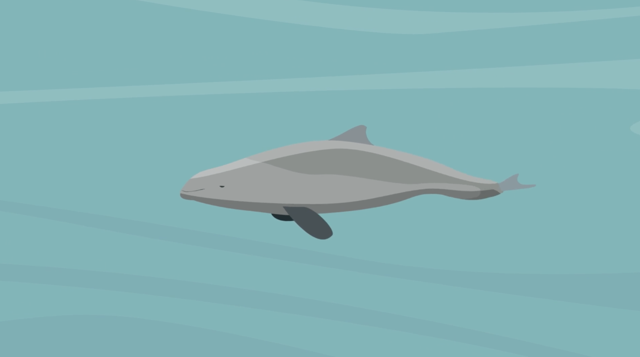 SUDG Animation