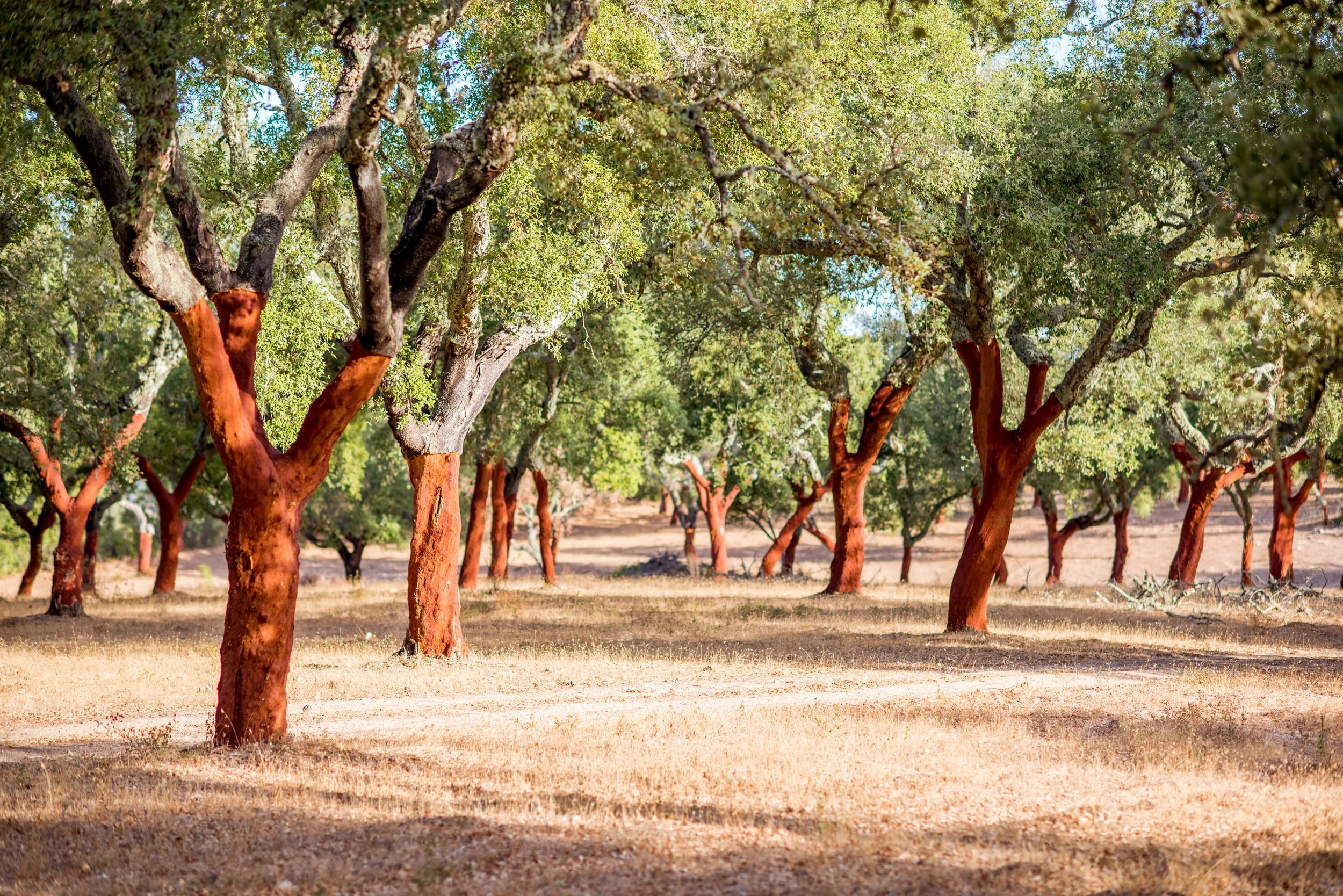 A grove of trees with reddish-brown trunks and green foliage, arranged in neat rows on a dry, grassy field.