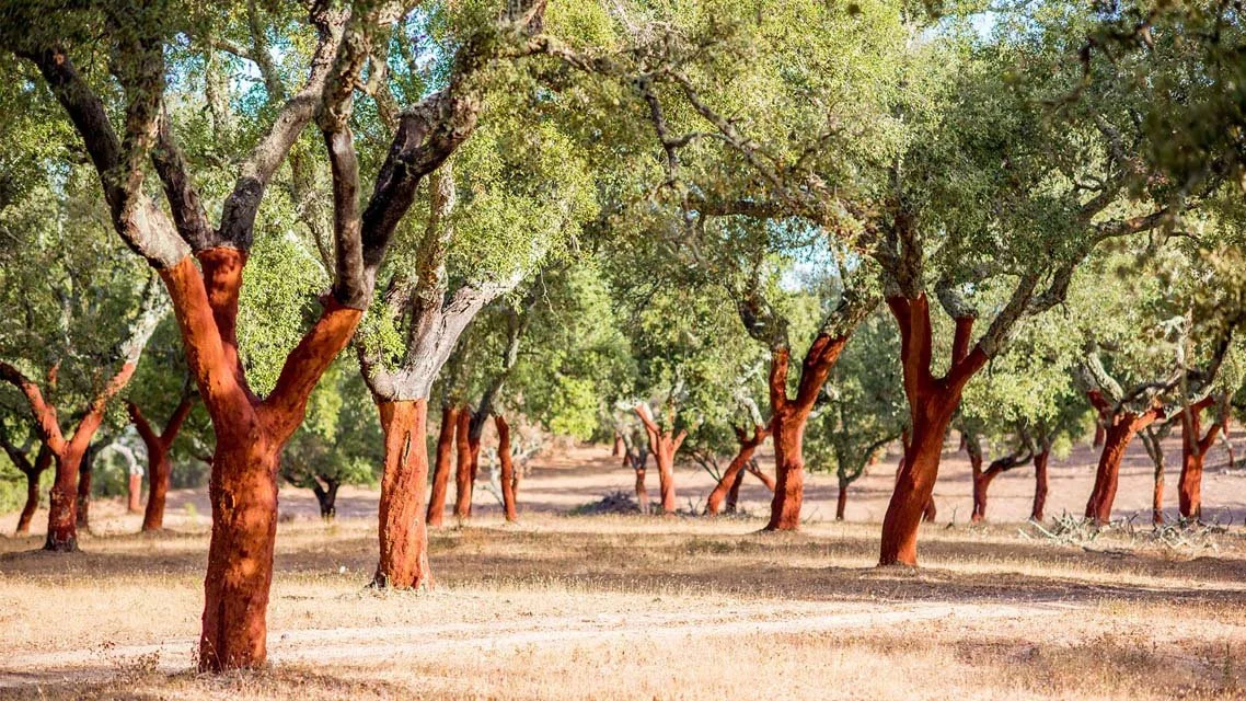 A grove of trees with reddish-brown trunks and green leaves, casting shadows on the dry, bare ground.