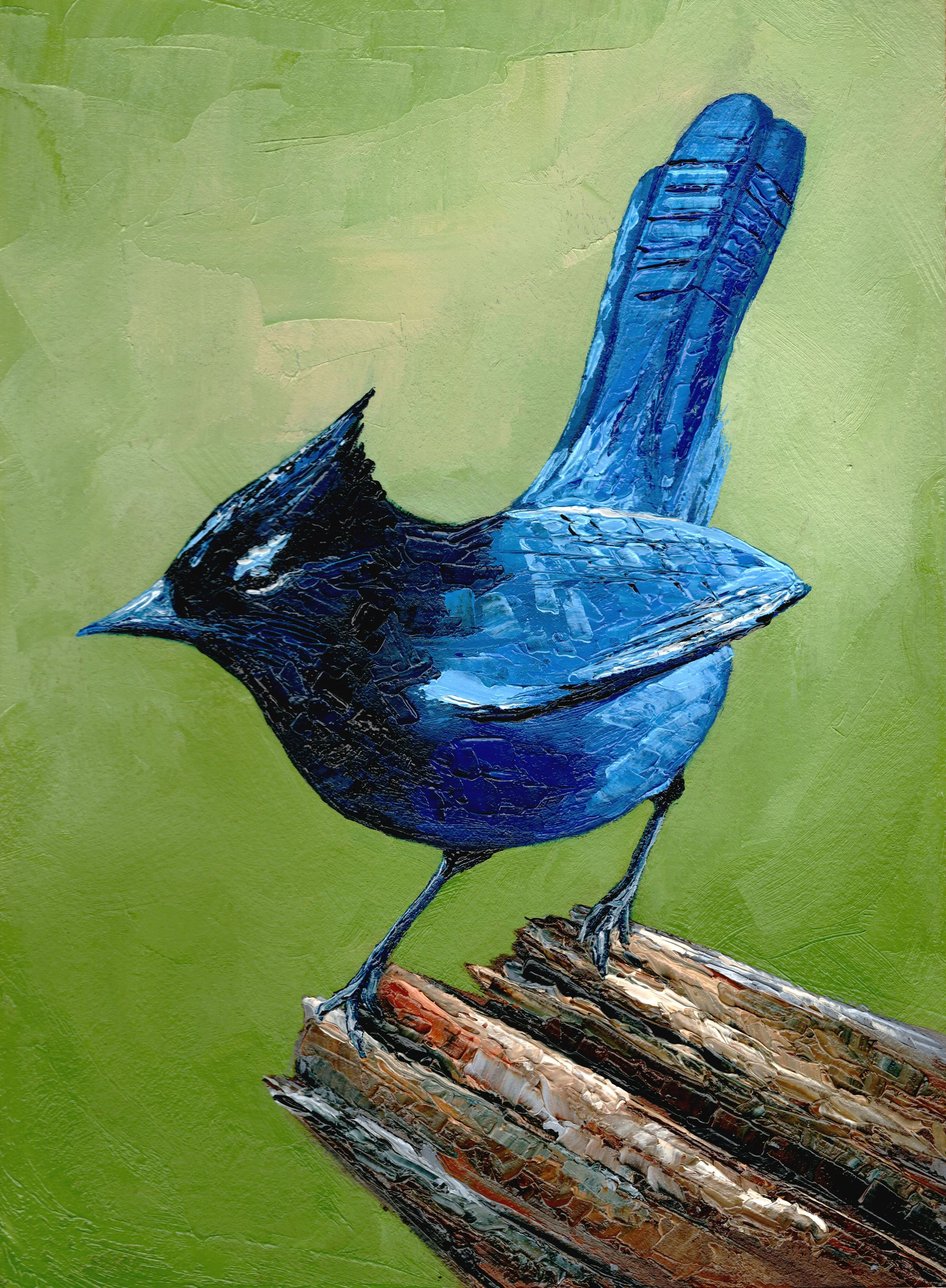 Steller Jay