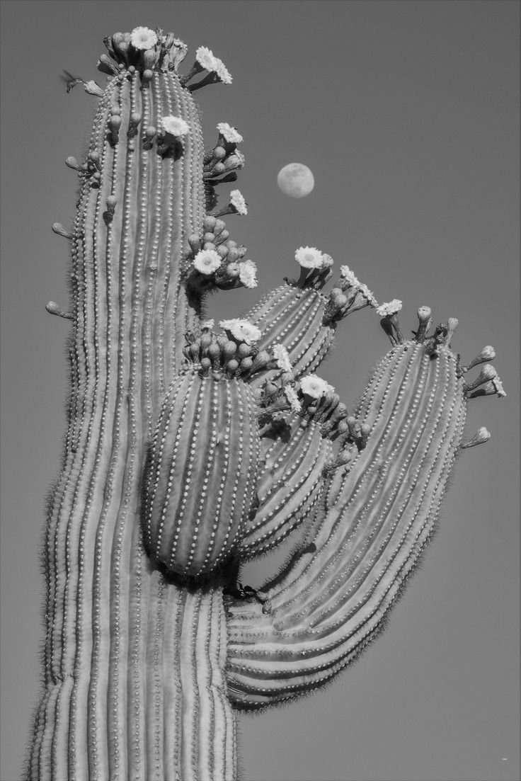 Hummingbirds, Honeybees and Saguaro.jpg