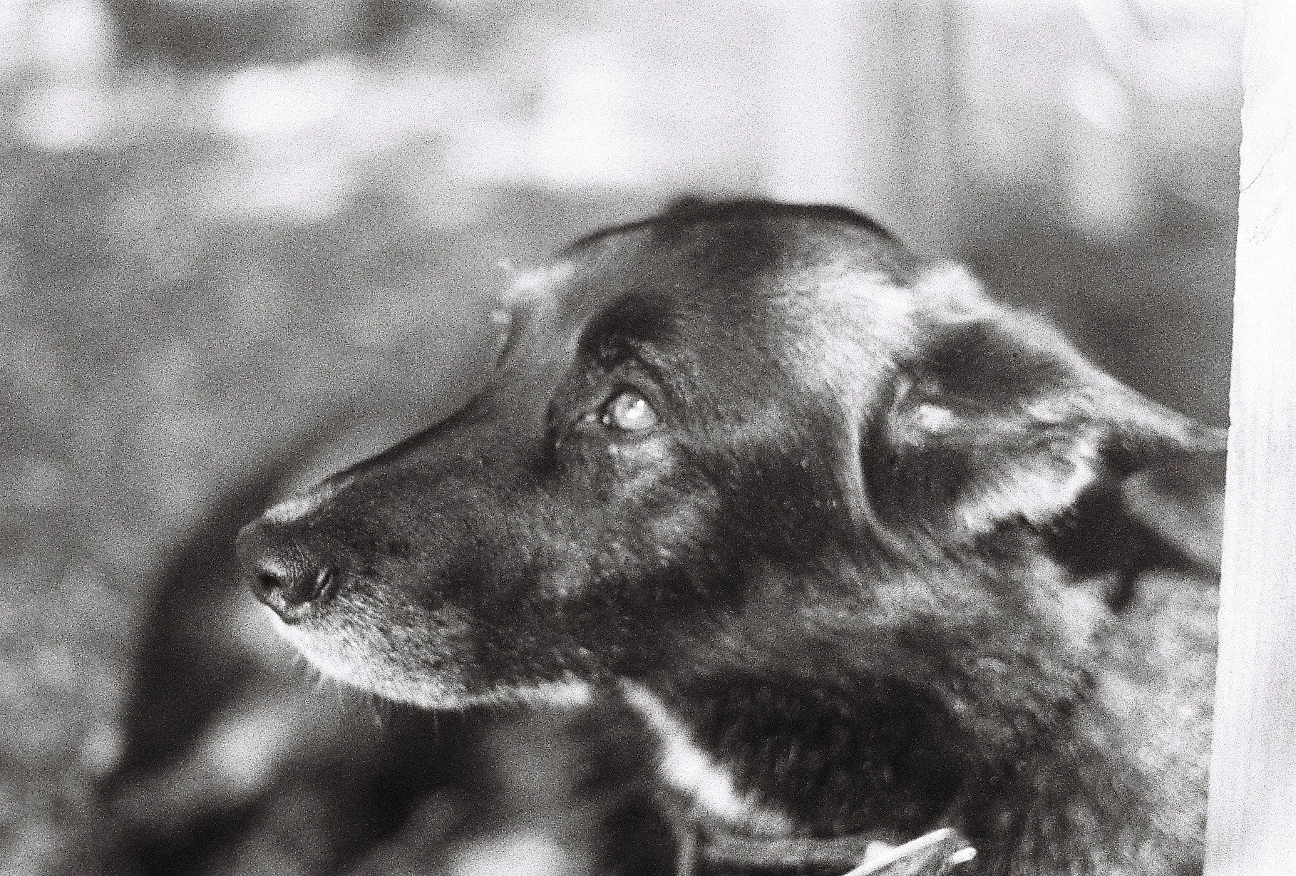 Close-up side profile of a dog with a short coat, light-colored in a black-and-white photo, with a blurred background.