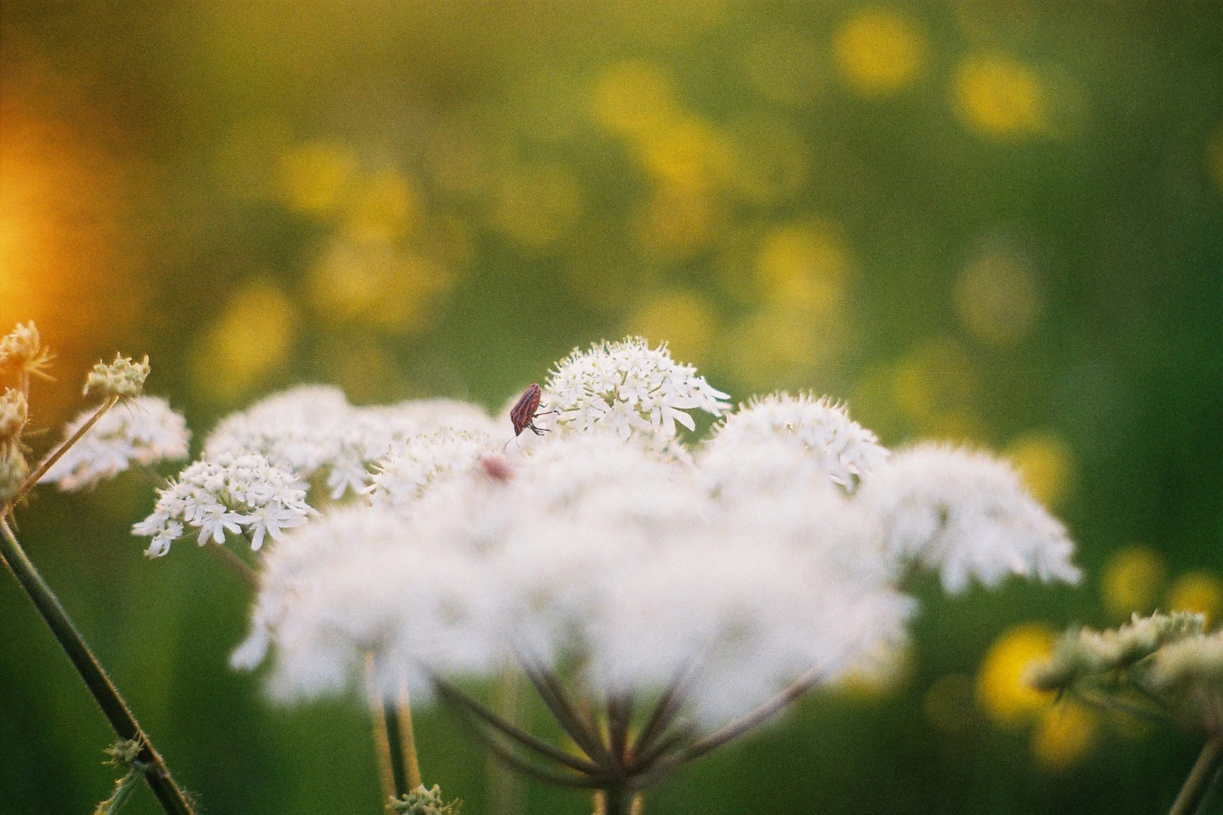 A small insect on a cluster of white flowers with a blurred green and yellow background.