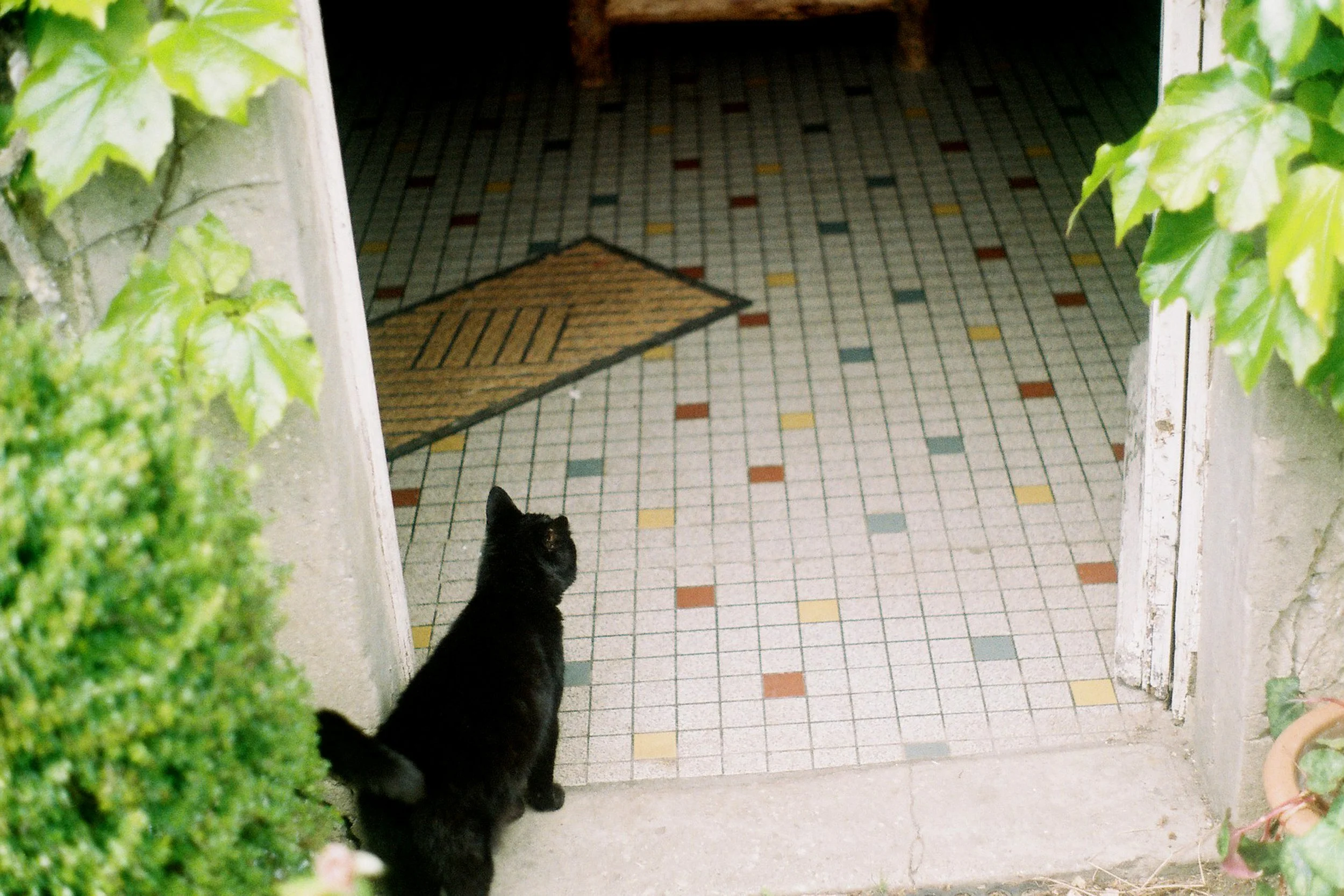 A black cat standing on a tiled floor, seen from behind, with greenery on either side and an open doorway leading to a dark room.