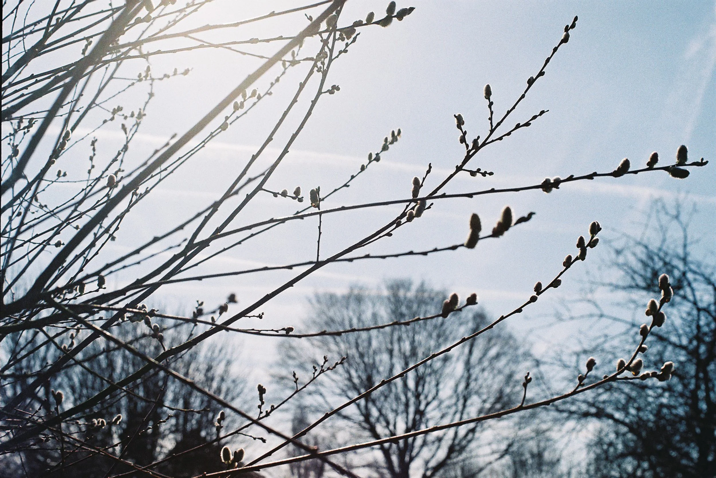 Tree branches with buds against a bright sky during winter.