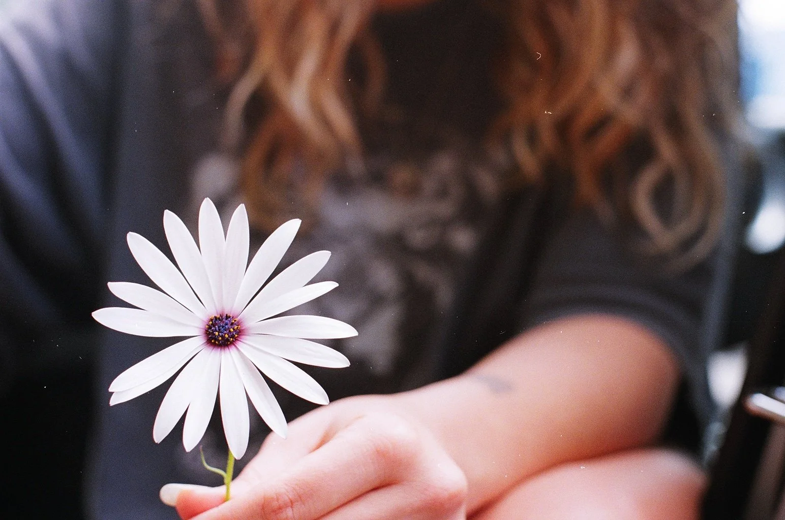 Person holding a single white flower with purple and yellow center, slightly out of focus background.