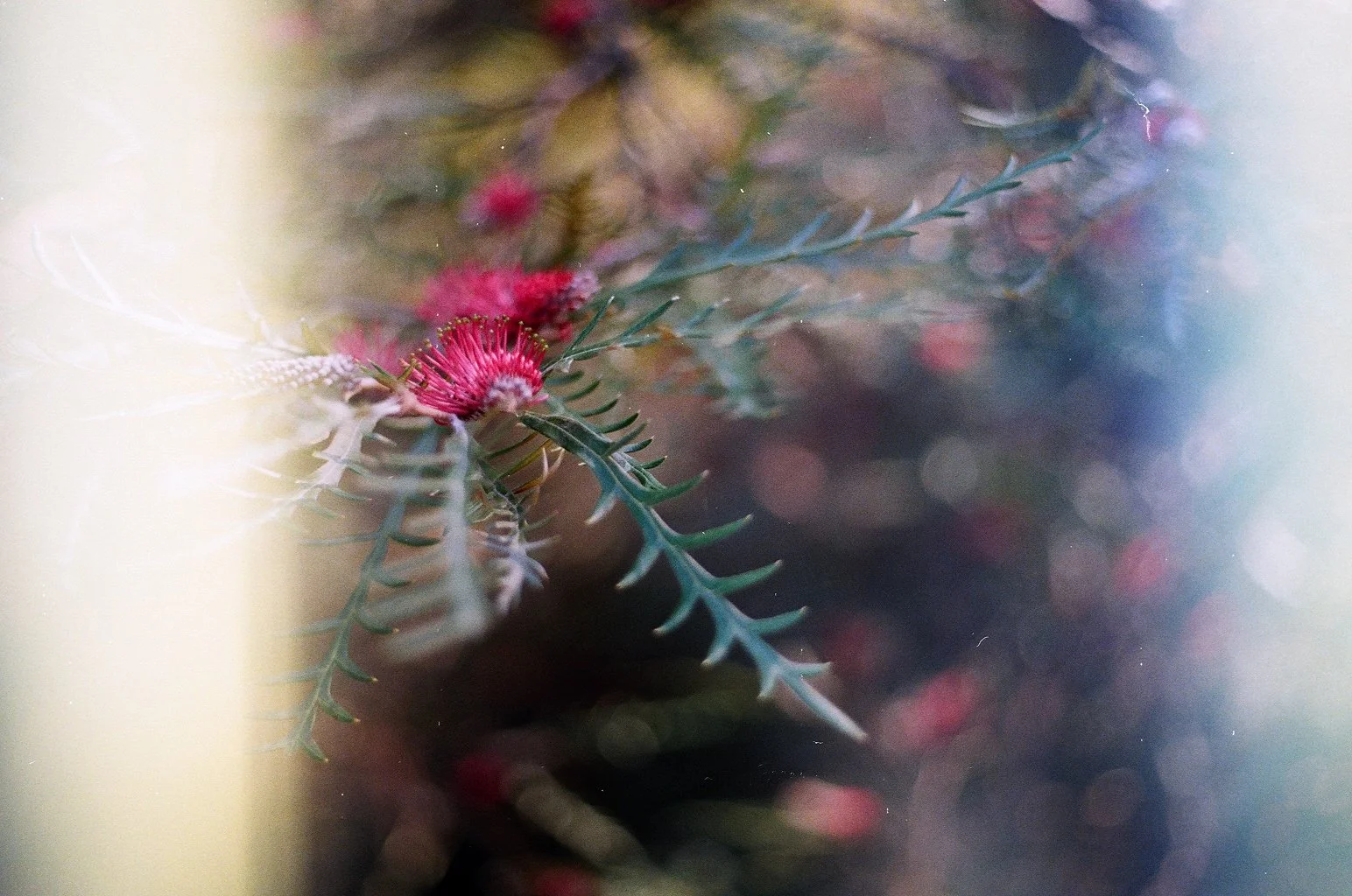 Close-up of a pink flower with spiky petals and green, spiny leaves, with a soft, blurred background of similar flowers.