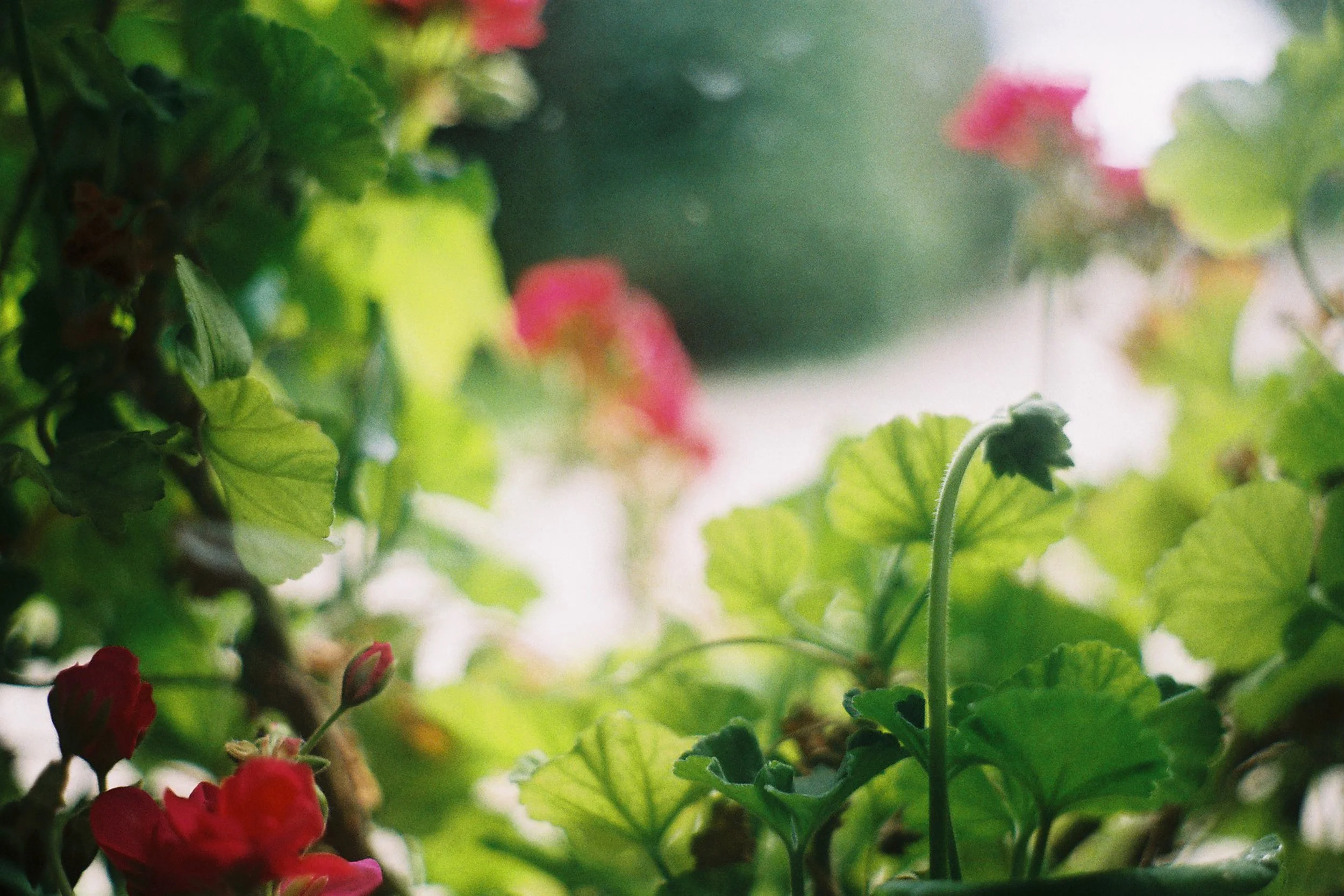 Close-up view of green leaves and red and pink flowers, with sunlight in the background.