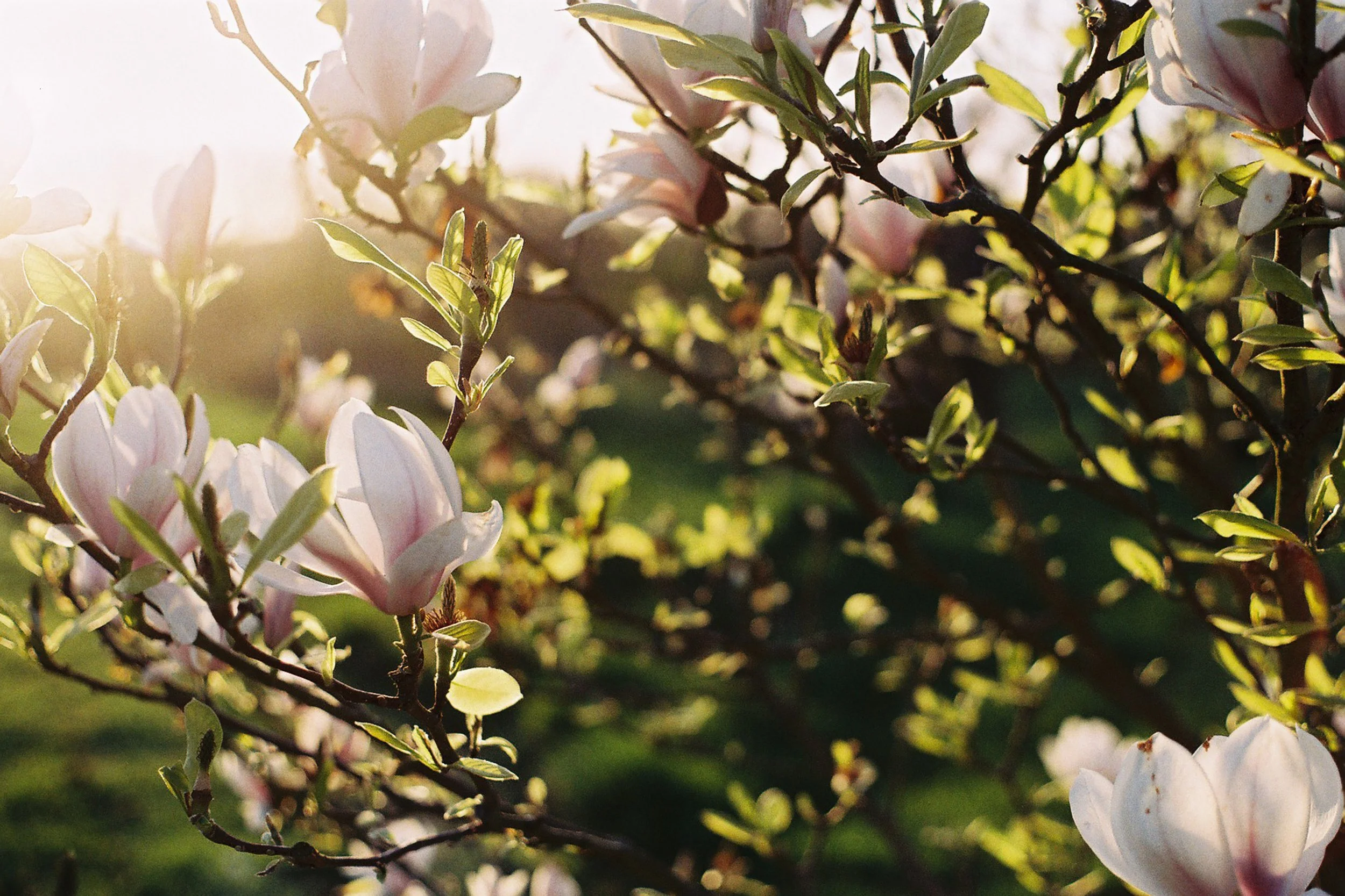 Close-up of blooming flowers and green leaves on a branch, illuminated by sunlight.
