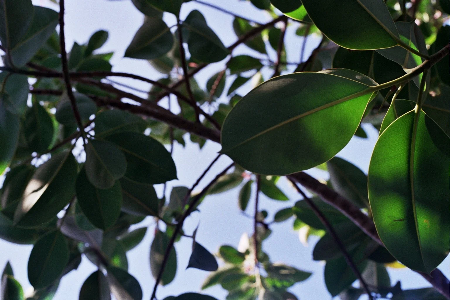 Close-up of green leaves on tree branches against a bright sky.