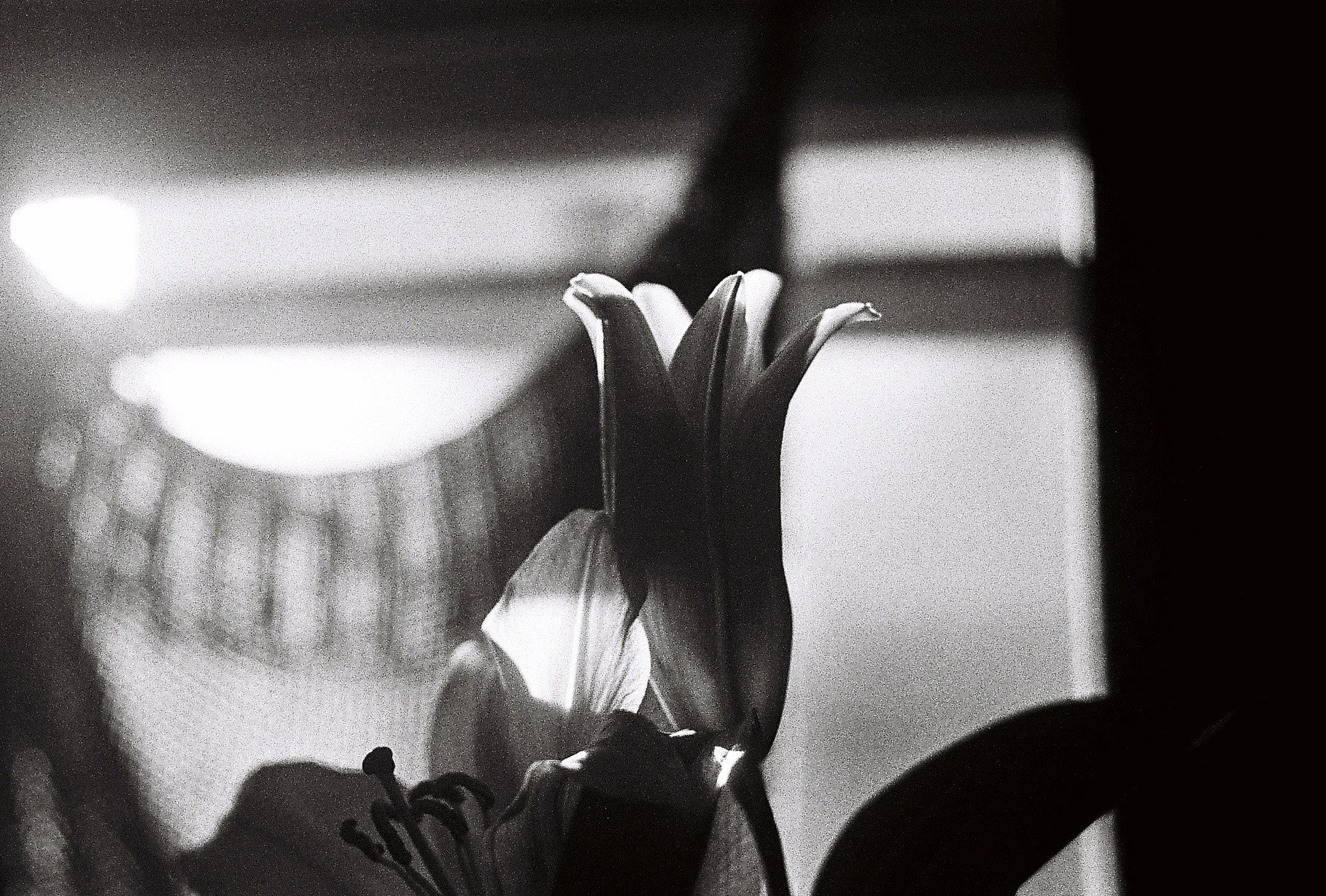 Close-up of a hand holding a flower in focus, with a blurred background showing a chair and a window.