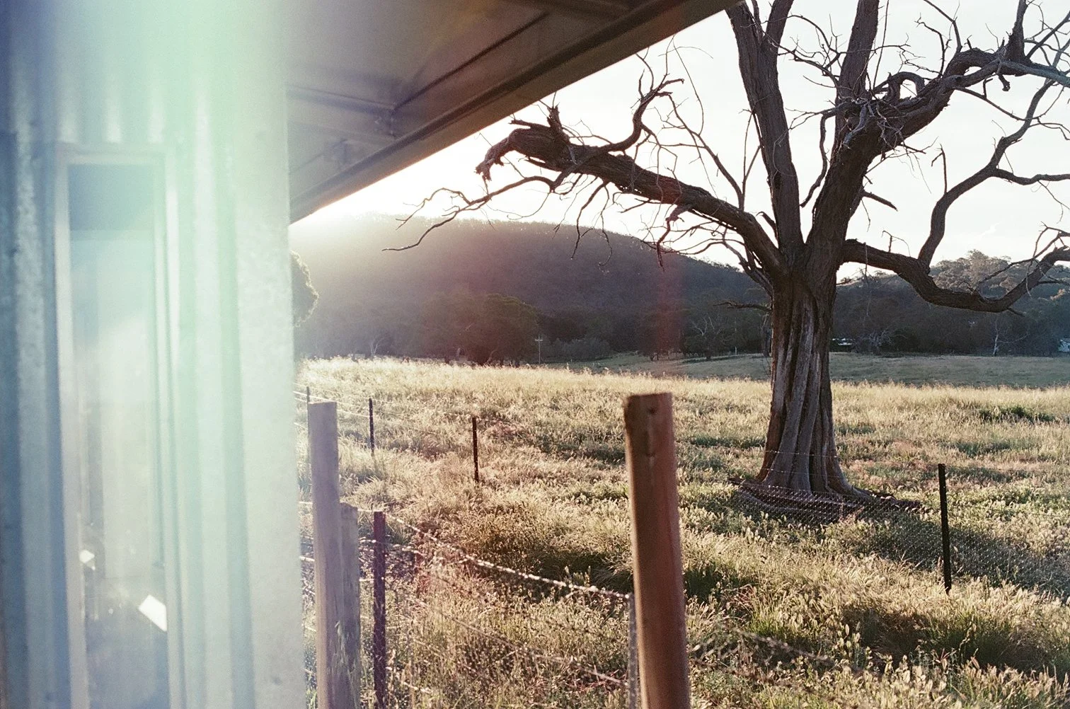 A large, leafless tree in a grassy field, with rolling hills and a mountain in the background, during sunset or sunrise, viewed from inside a building.