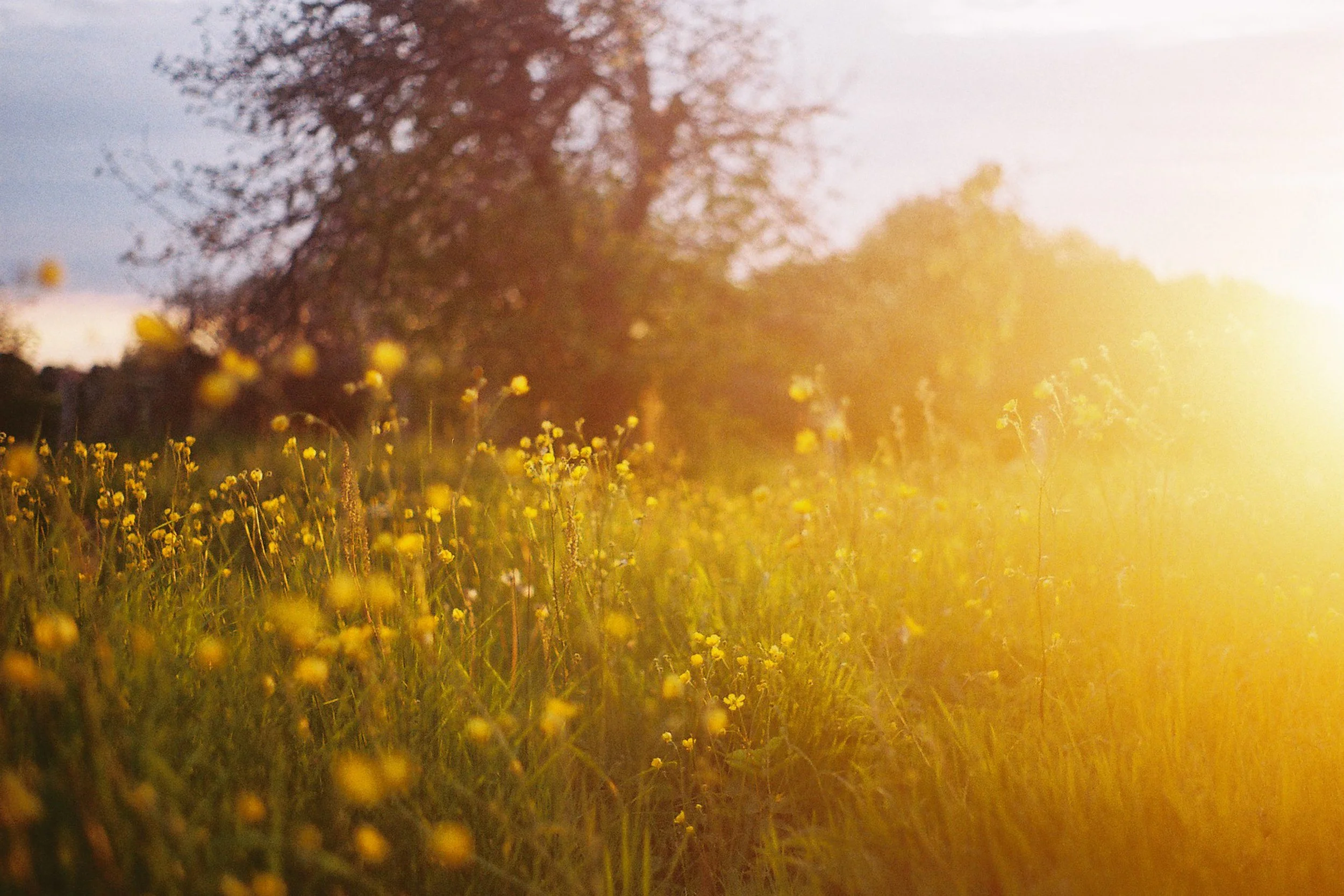 A field of yellow wildflowers with a large tree in the background, illuminated by warm sunlight.