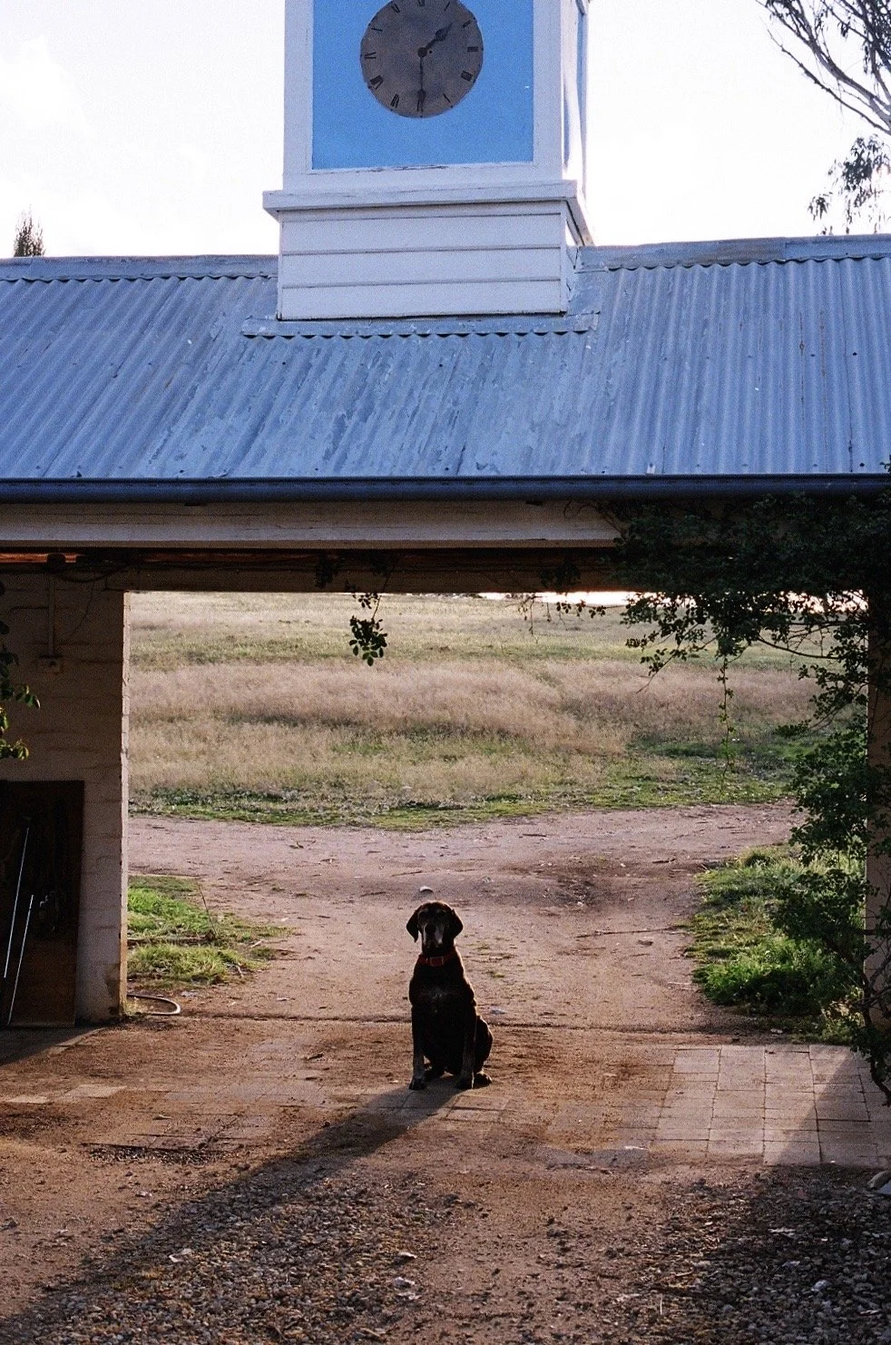A black dog with a red collar sitting outside under a tin roof, with a clock tower visible in the background at sunset.