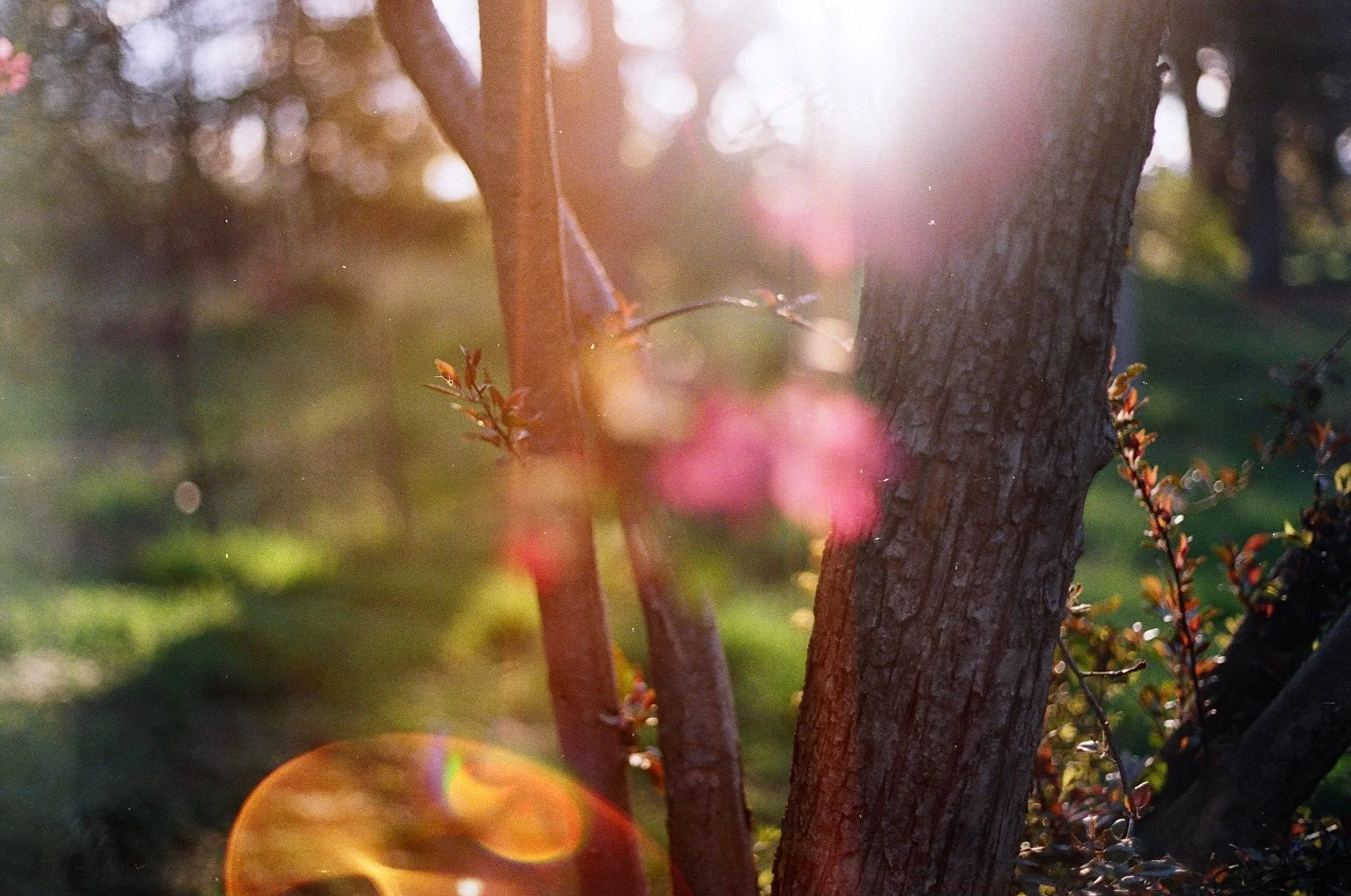 Sunlight shining through tree trunks with small branches and leaves, creating a warm, glowing effect.