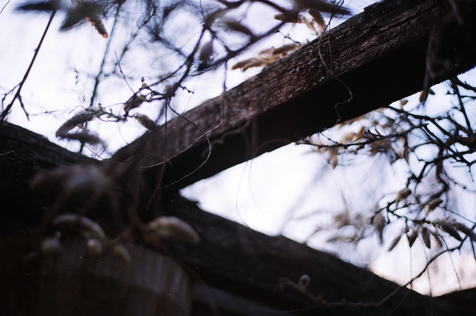 Close-up of tree branches and twigs with a blurry sky background.