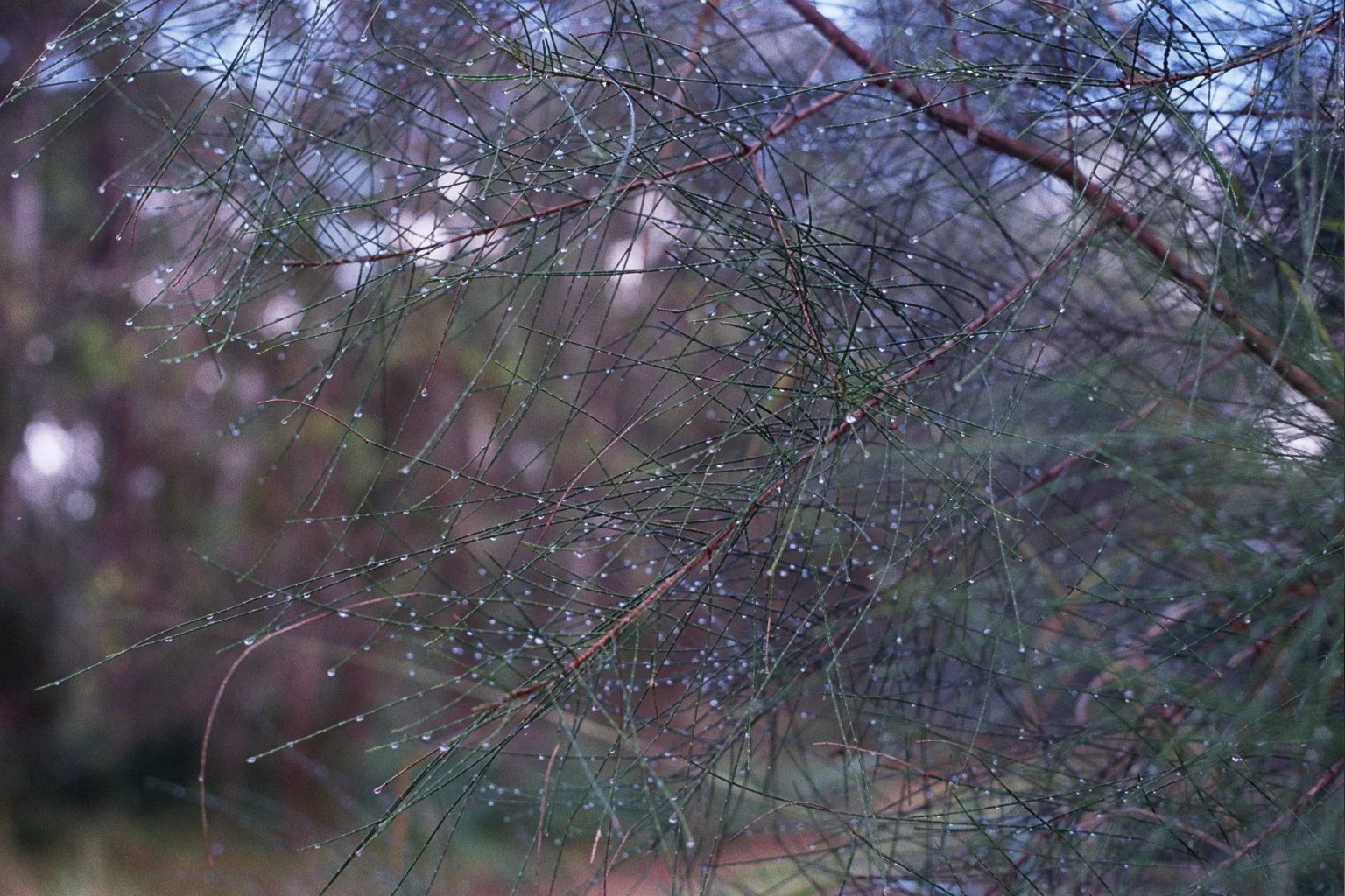 Close-up of thin, intersecting pine needle branches with small water droplets on them