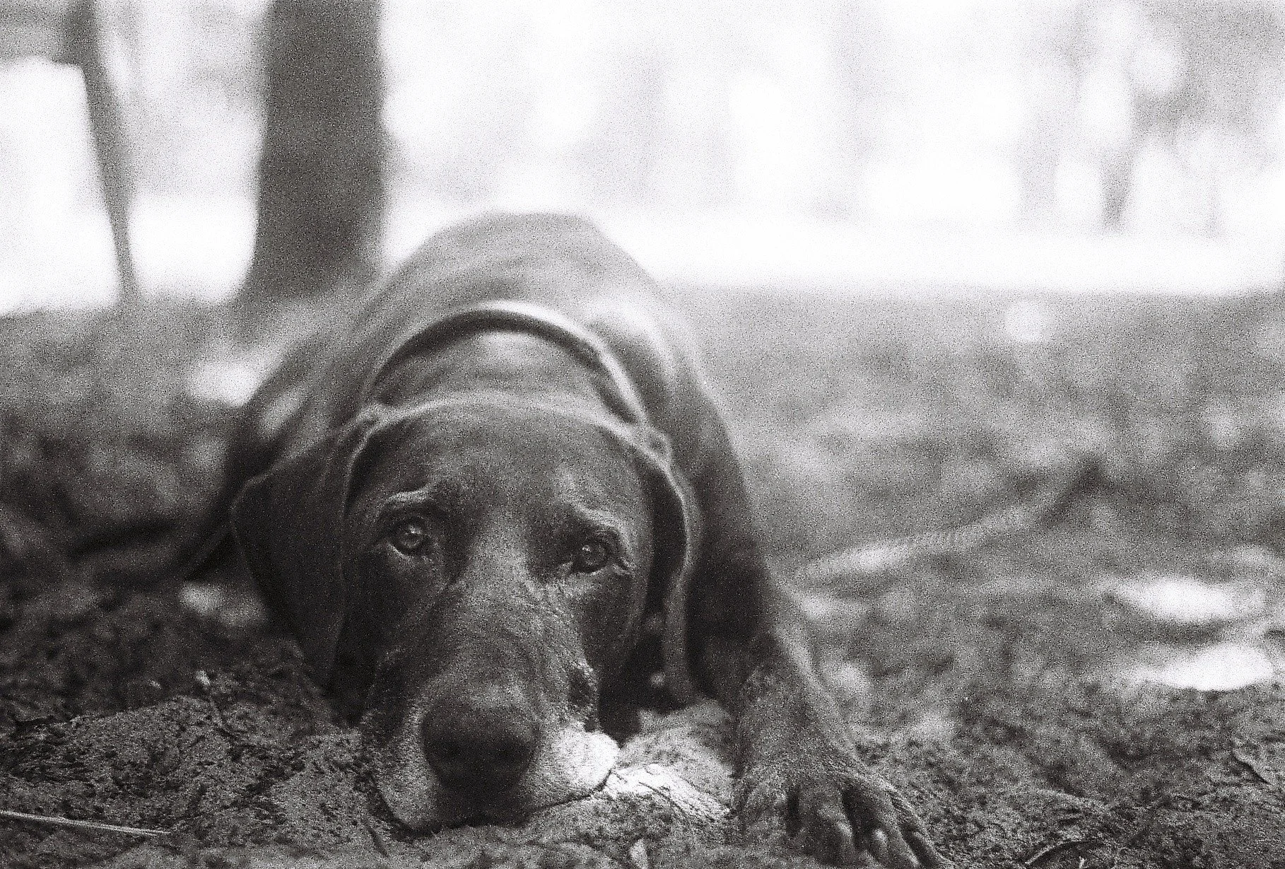 Close-up of a small puppy dog lying on the ground, with a metal can on its back, in an outdoor setting.